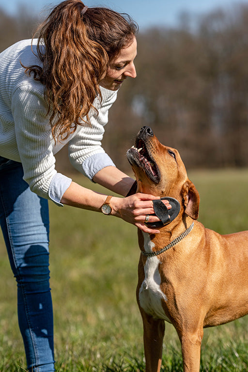 Hund wird von Frau mit schwarzen Gummistriegel gebürstet