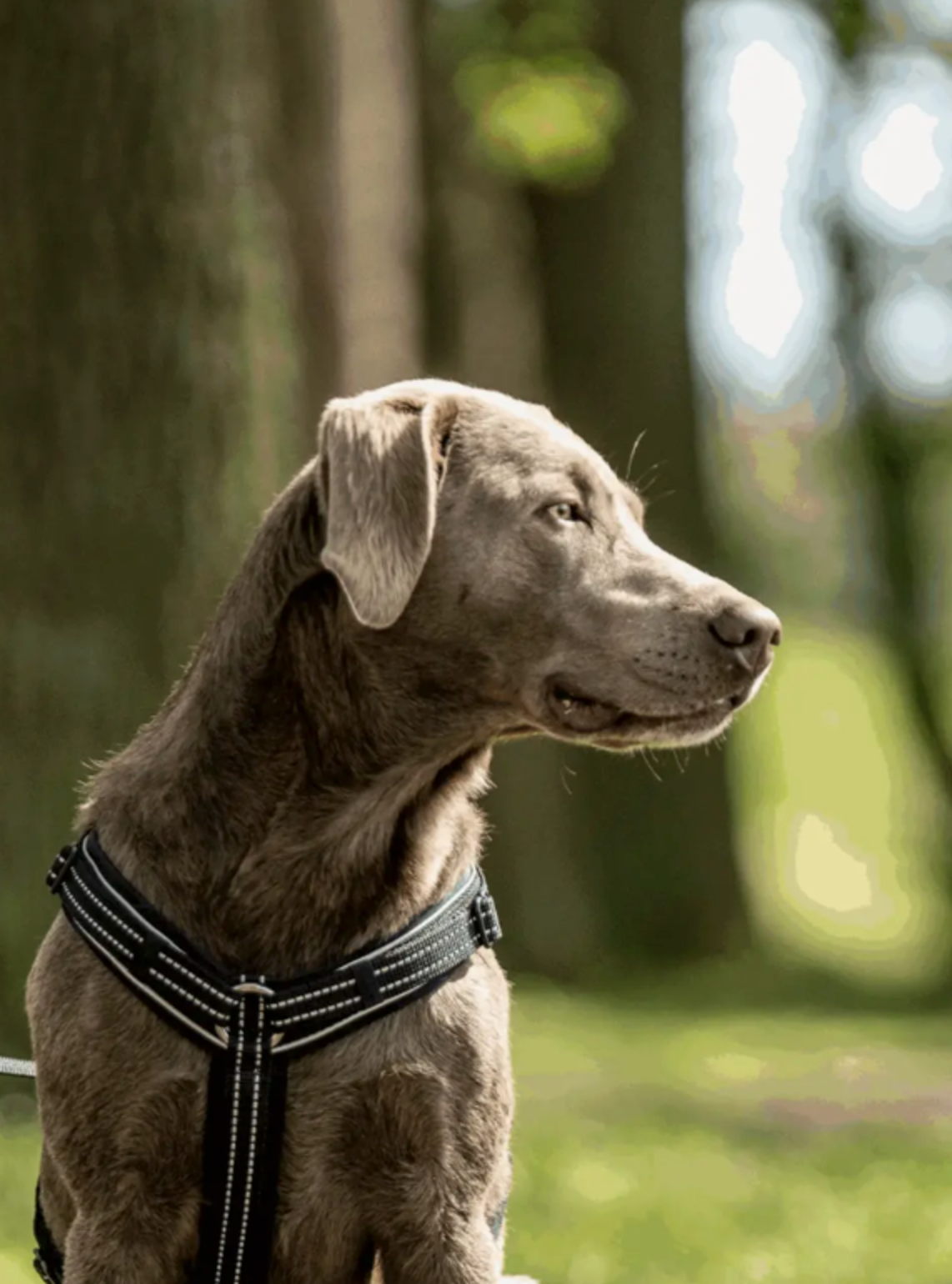 braun-grauer Hund mit seitlichem Blick und Natur im Hintergrund