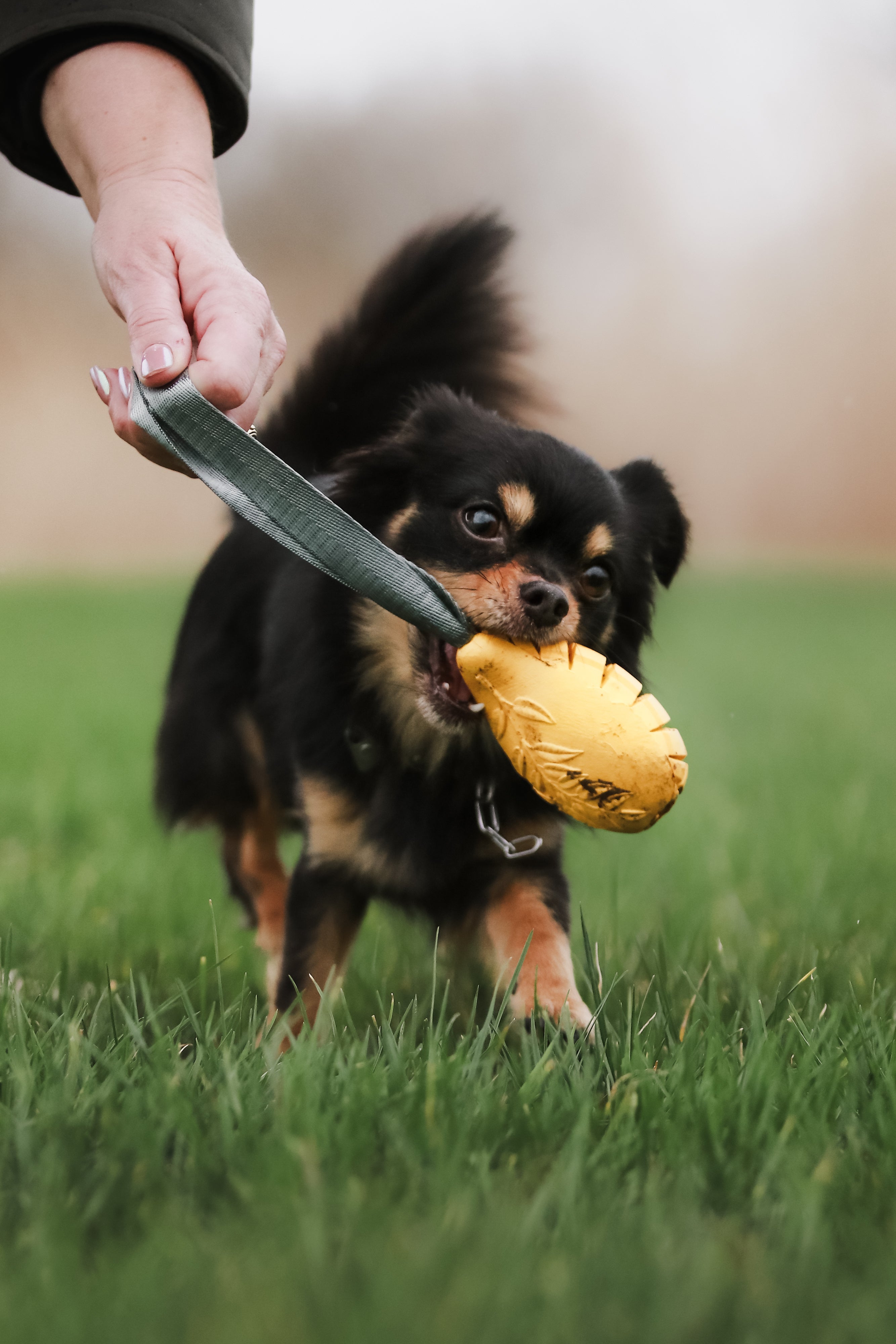 Chiwawa mit Mango Hundespielzeug