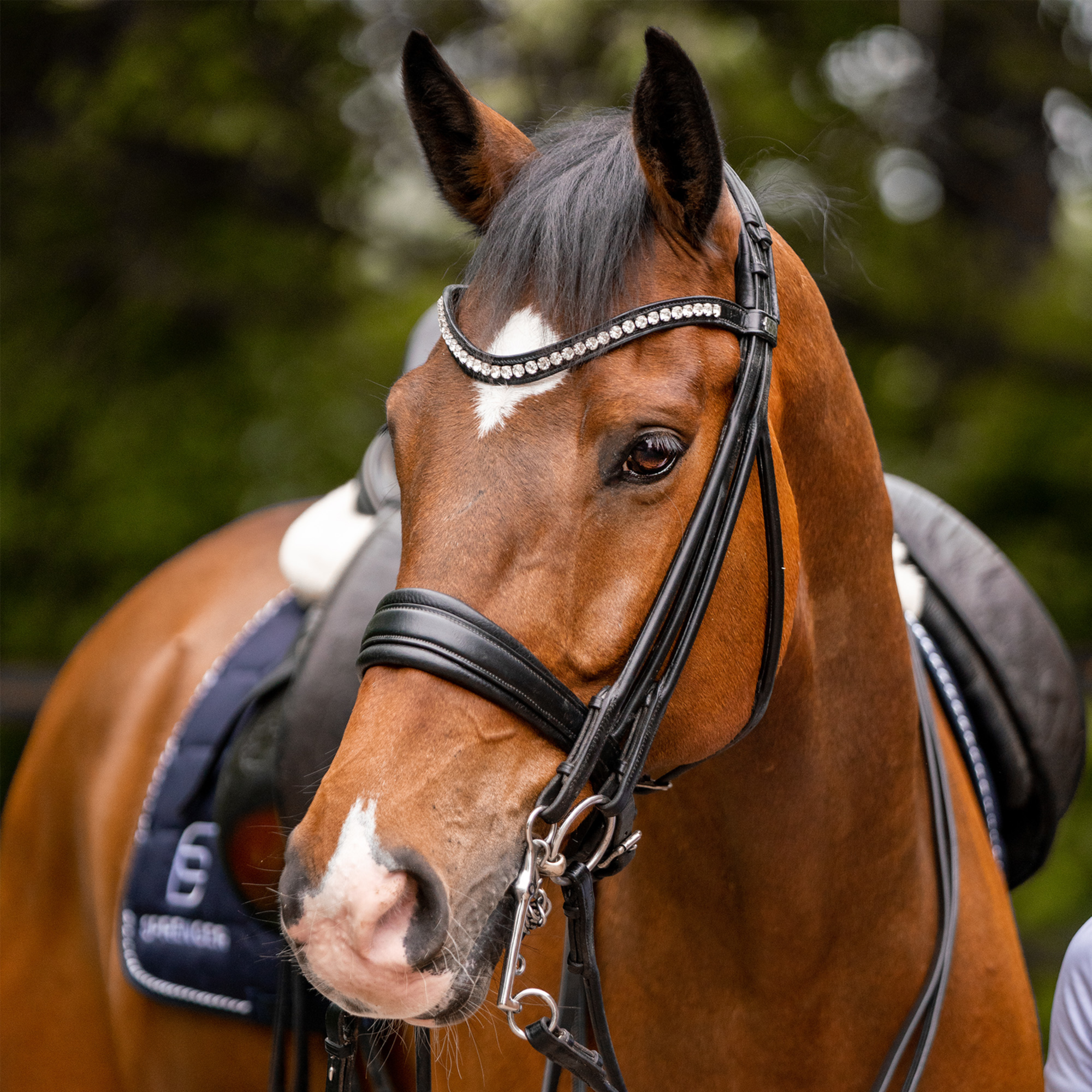 Französische Reitkandare 14 mm Sensogan | Kandare_lange_Anzuege_2.png