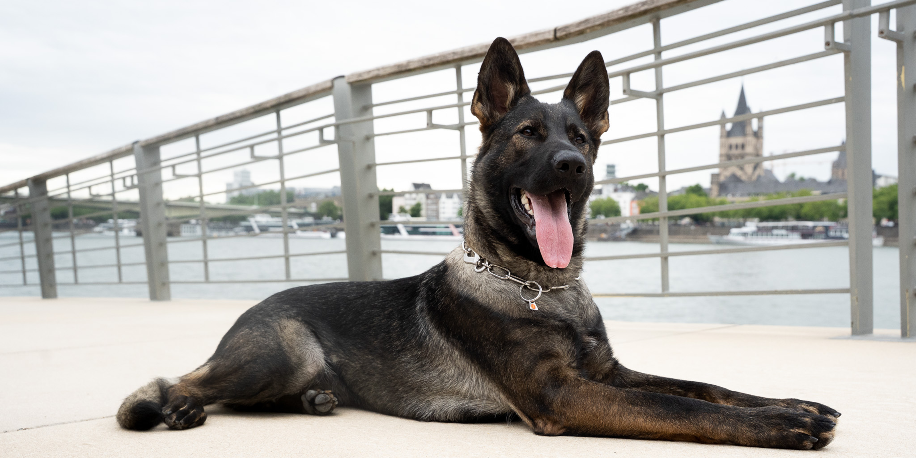 Silbernes Kettenhalsband an einem Schäferhund