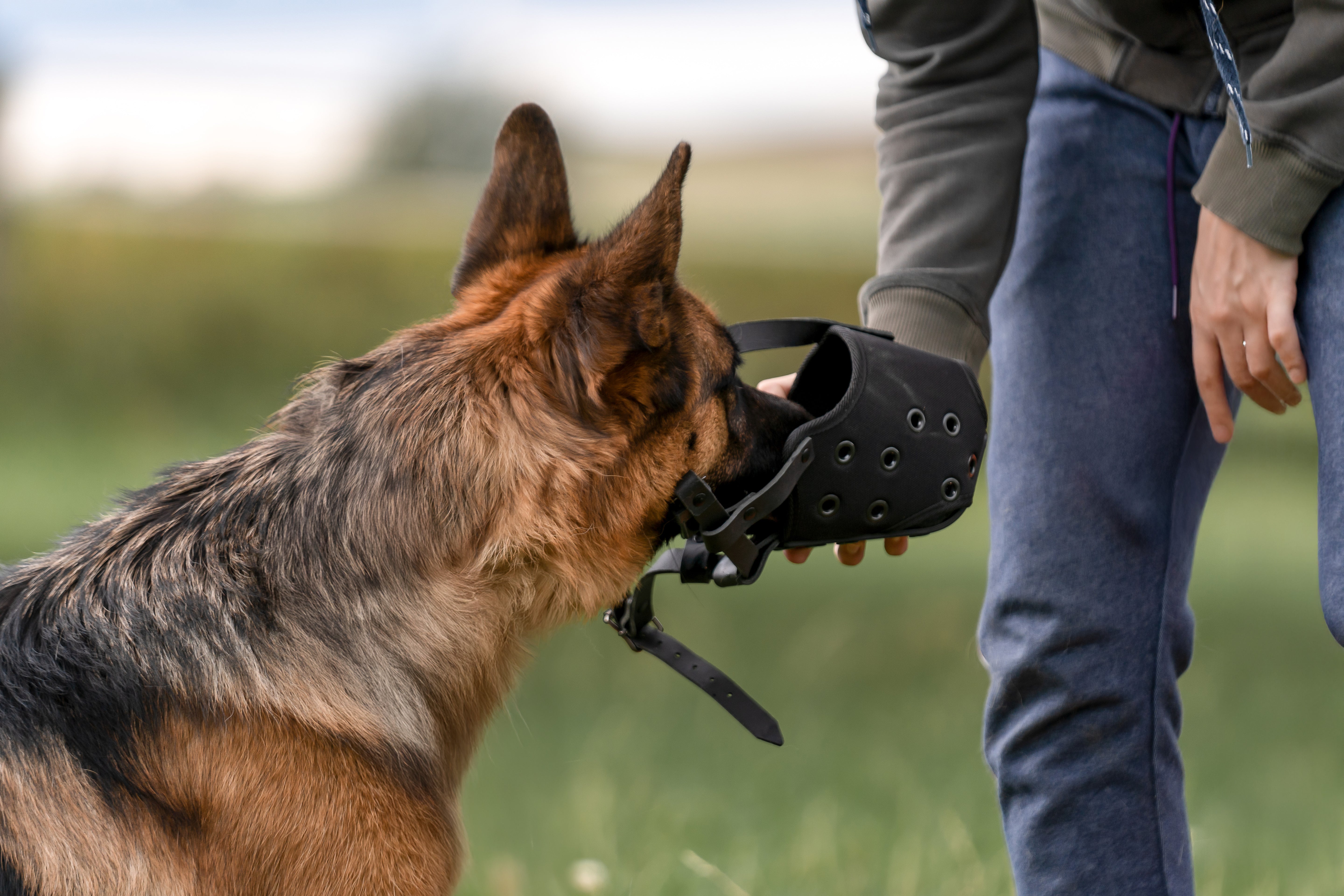 Deutscher Schäferhund mit Maulkorb