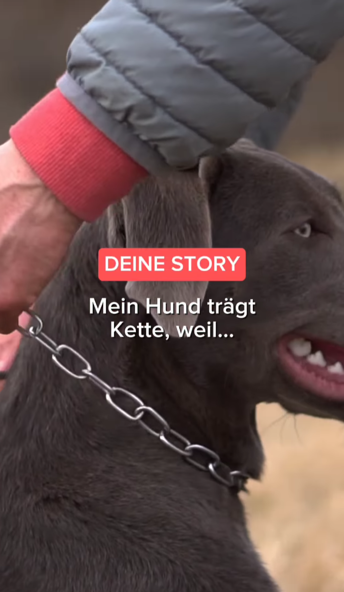 brauner Hund trägt Edelstahlkette