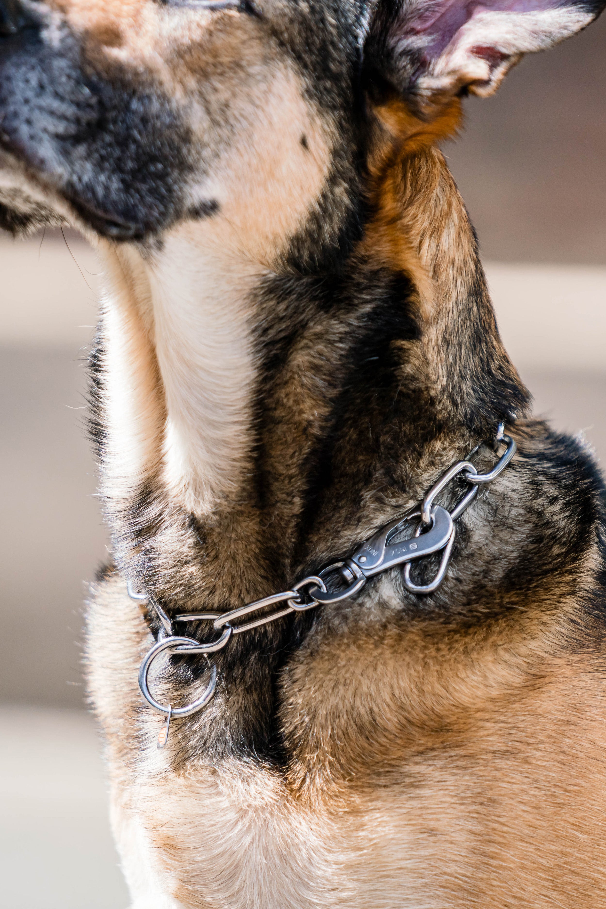 Hund mit Halskette aus Edelstahl