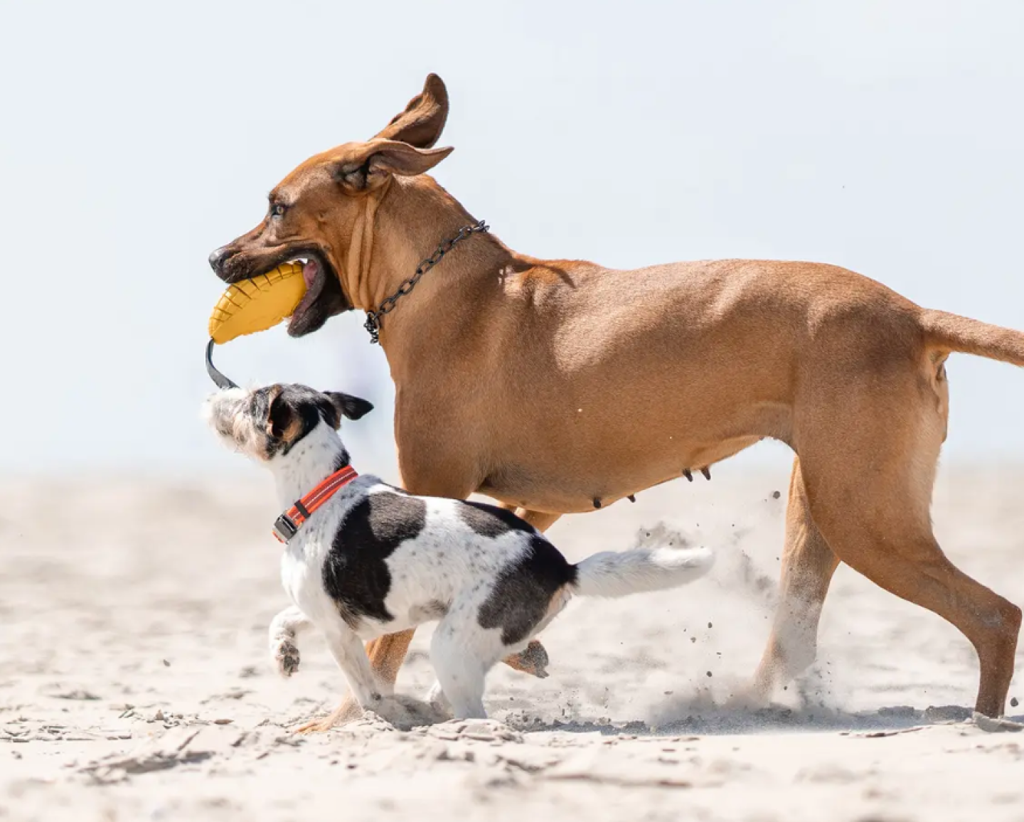 Zwei spielende Hunde am Strand