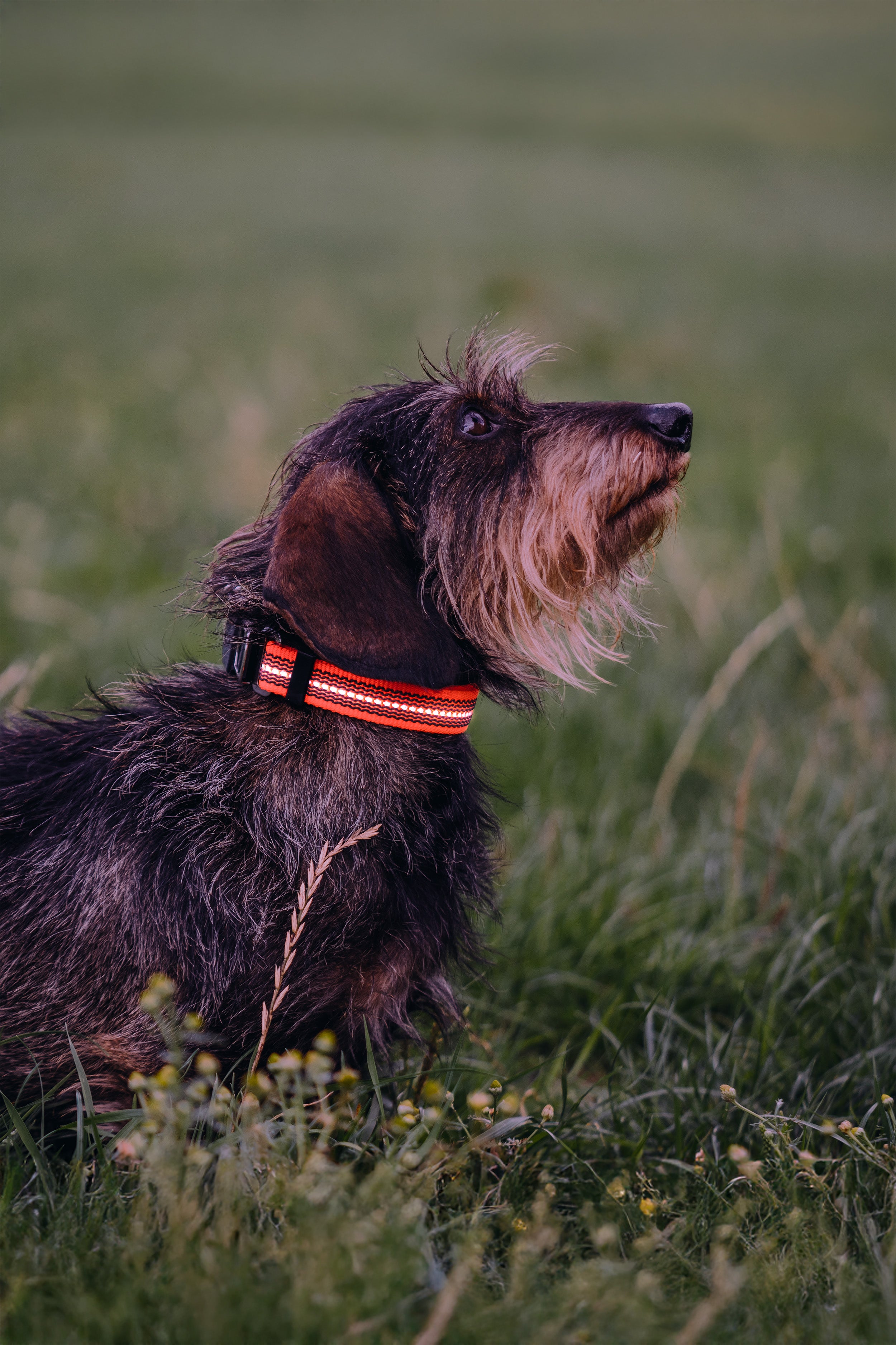 Raucherdackel mit orangenen Halsband