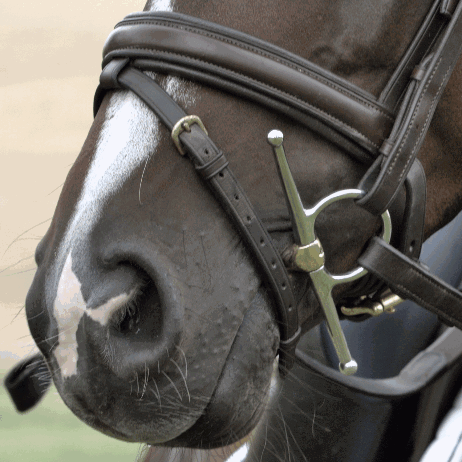 Dynamic RS Schenkeltrense 16 mm einfach gebrochen | Schenkeltrense_Einsatz_02.png | 1731064739