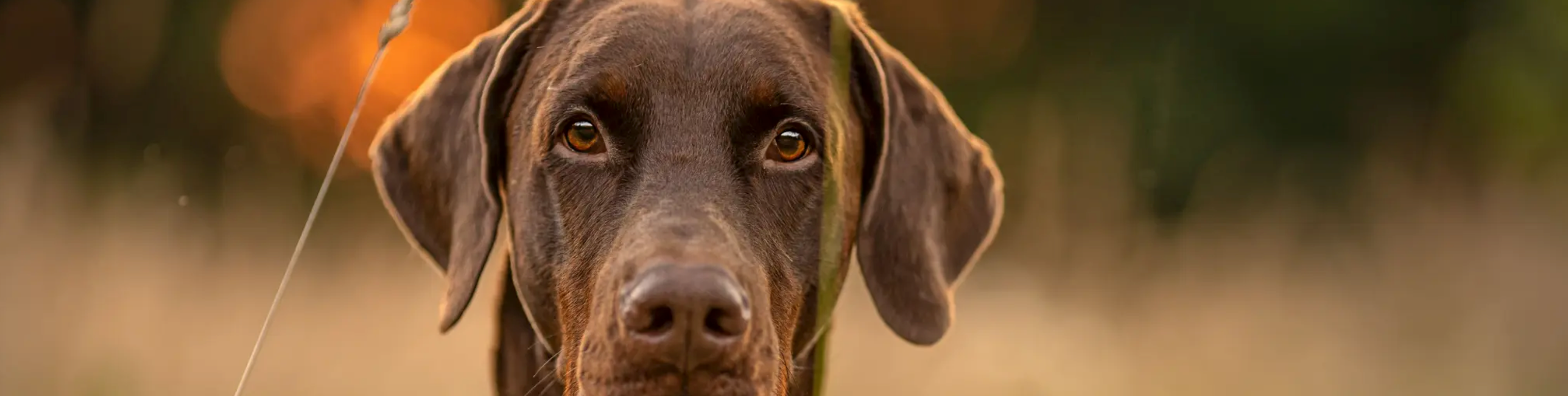 Ein brauner Hund mit glänzendem Fell blickt direkt in die Kamera. Die Augen sind lebhaft und aufmerksam, während die Umgebung in sanften, verschwommenen Farben im Hintergrund erscheint. Das Bild vermittelt eine ruhige und friedliche Atmosphäre, die die Natur des Hundes in einem Feld einfängt.