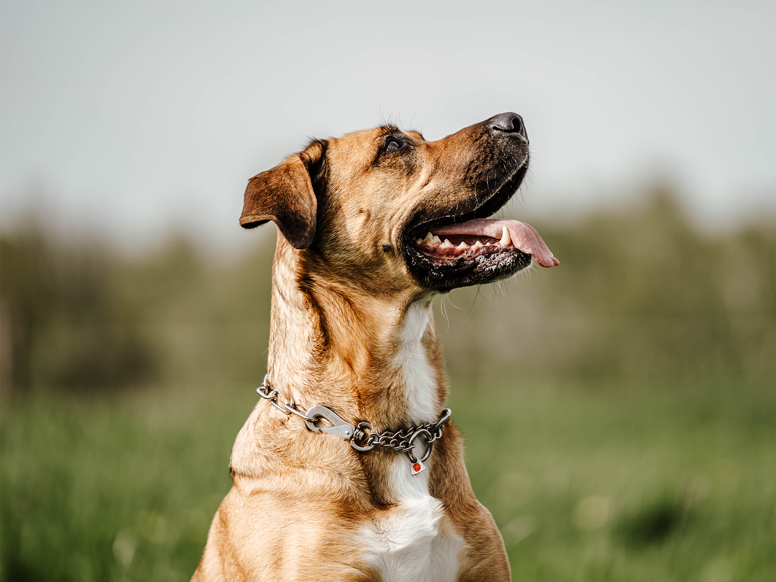 Ein brauner Hund mit kurzem Fell sitzt im Freien und schaut nach oben. Er hat eine freundliche Miene und den Mund leicht geöffnet, sodass die Zunge herausgeht. Um seinen Hals trägt er eine metallene Hundeleine. Im Hintergrund ist eine grüne Wiese und unscharfe Bäume zu sehen.