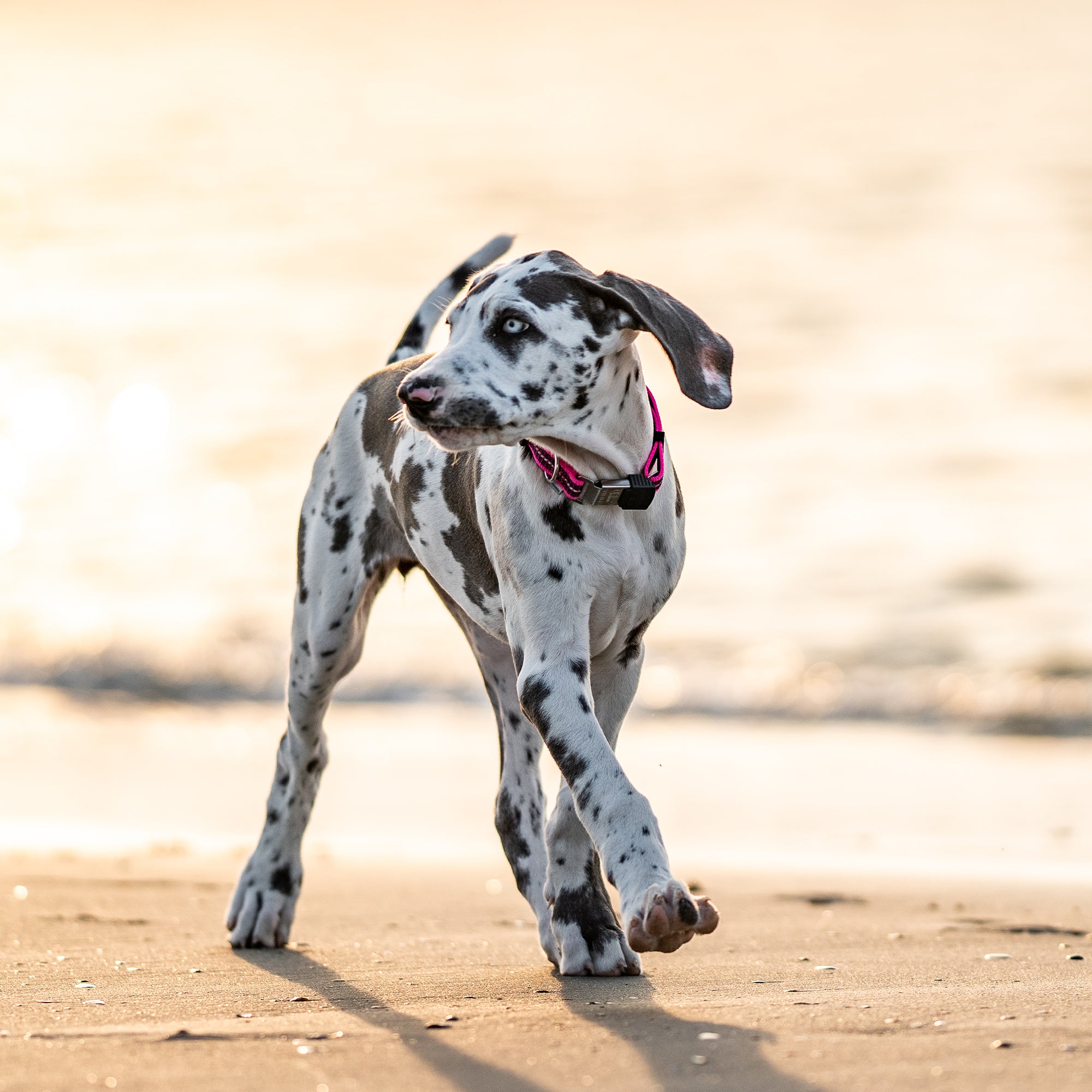 Ein junger Hund mit einem gefleckten, grauen und weißen Fell läuft am Strand entlang. Er trägt ein pinkfarbenes Halsband und dreht sich leicht zur Seite, während die Sonne im Hintergrund scheint. Der Hund wirkt verspielt und neugierig, und der sandige Untergrund ist gut sichtbar.