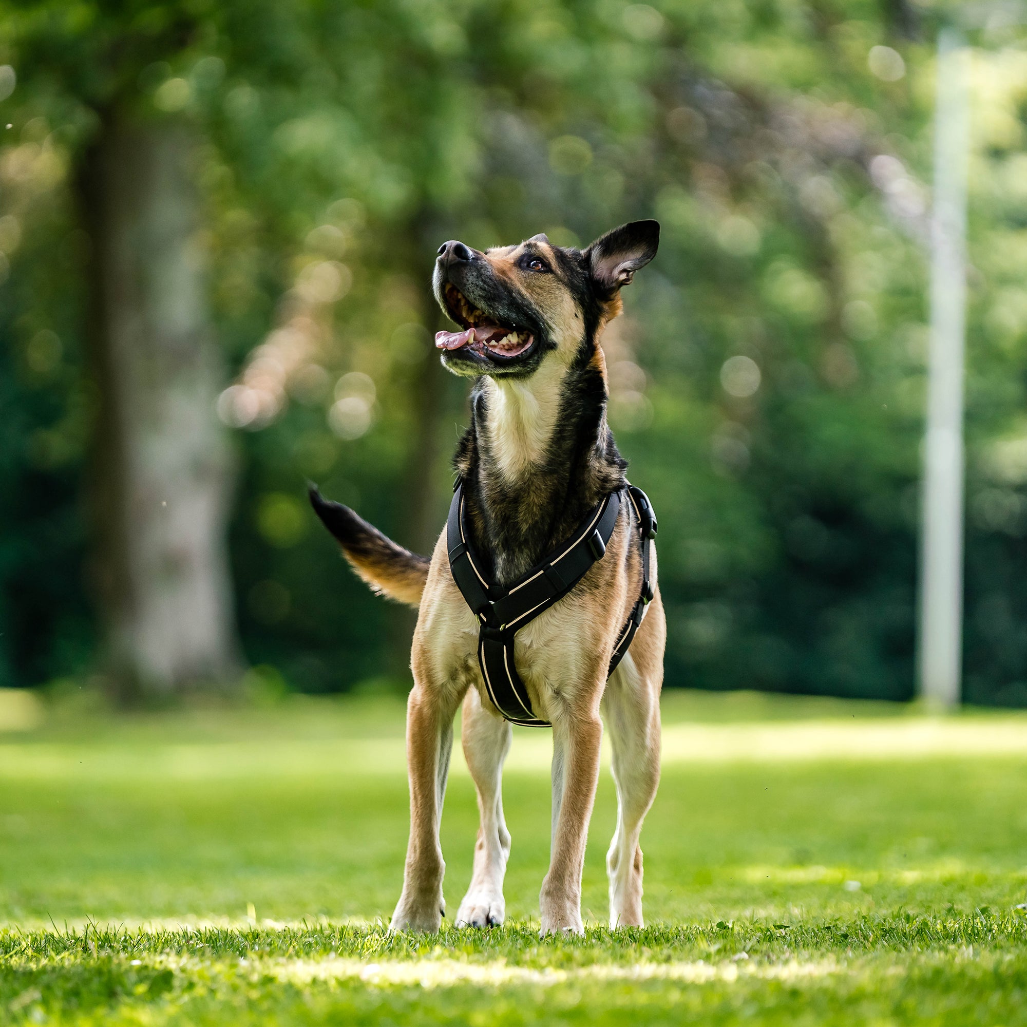 Ein mittelgroßer Hund mit braun-schwarzem Fell steht auf einer grünen Wiese. Der Hund trägt ein schwarzes Geschirr und schaut nach oben. Im Hintergrund sind unscharf Bäume und eine sonnige Umgebung zu sehen.