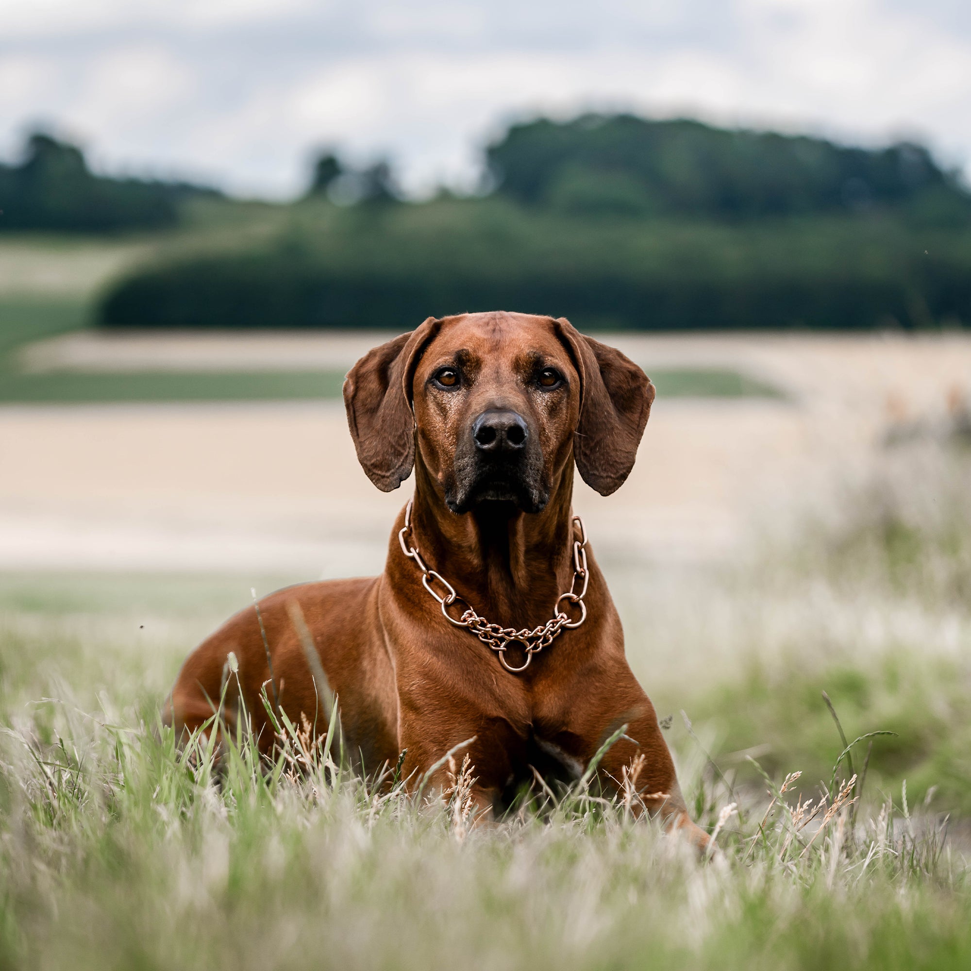 Ein brauner Hund mit kurzen Haaren sitzt in hohem Gras auf einem offenen Feld. Im Hintergrund sind sanfte Hügel und ein bewölkter Himmel sichtbar, was eine ruhige ländliche Umgebung vermittelt. Der Hund trägt ein Halsband mit einer Kette und schaut direkt in die Kamera.