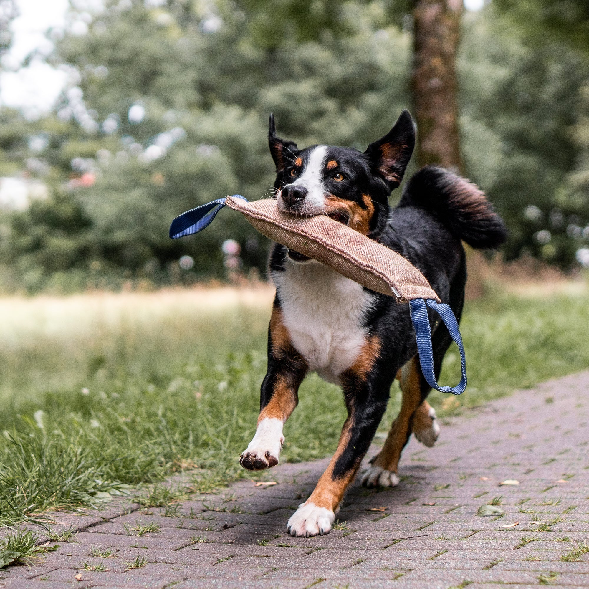 Ein laufender Hund mit schwarz-weißem Fell hält ein Spielzeug im Maul. Er befindet sich auf einem gepflasterten Weg, umgeben von grünem Gras und Bäumen im Hintergrund. Der Hund wirkt lebhaft und fröhlich.