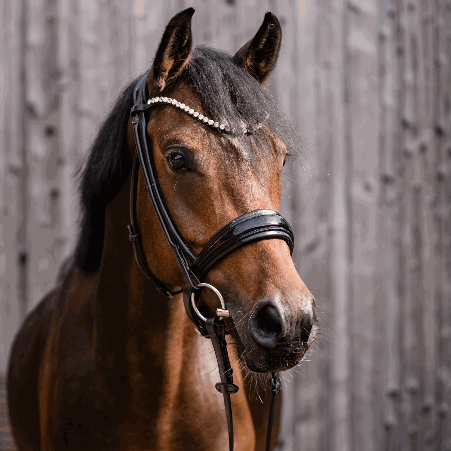 novocontact Unterlegtrense doppelt gebrochen Sensogan | Unterlegtrense_Pony_02.png