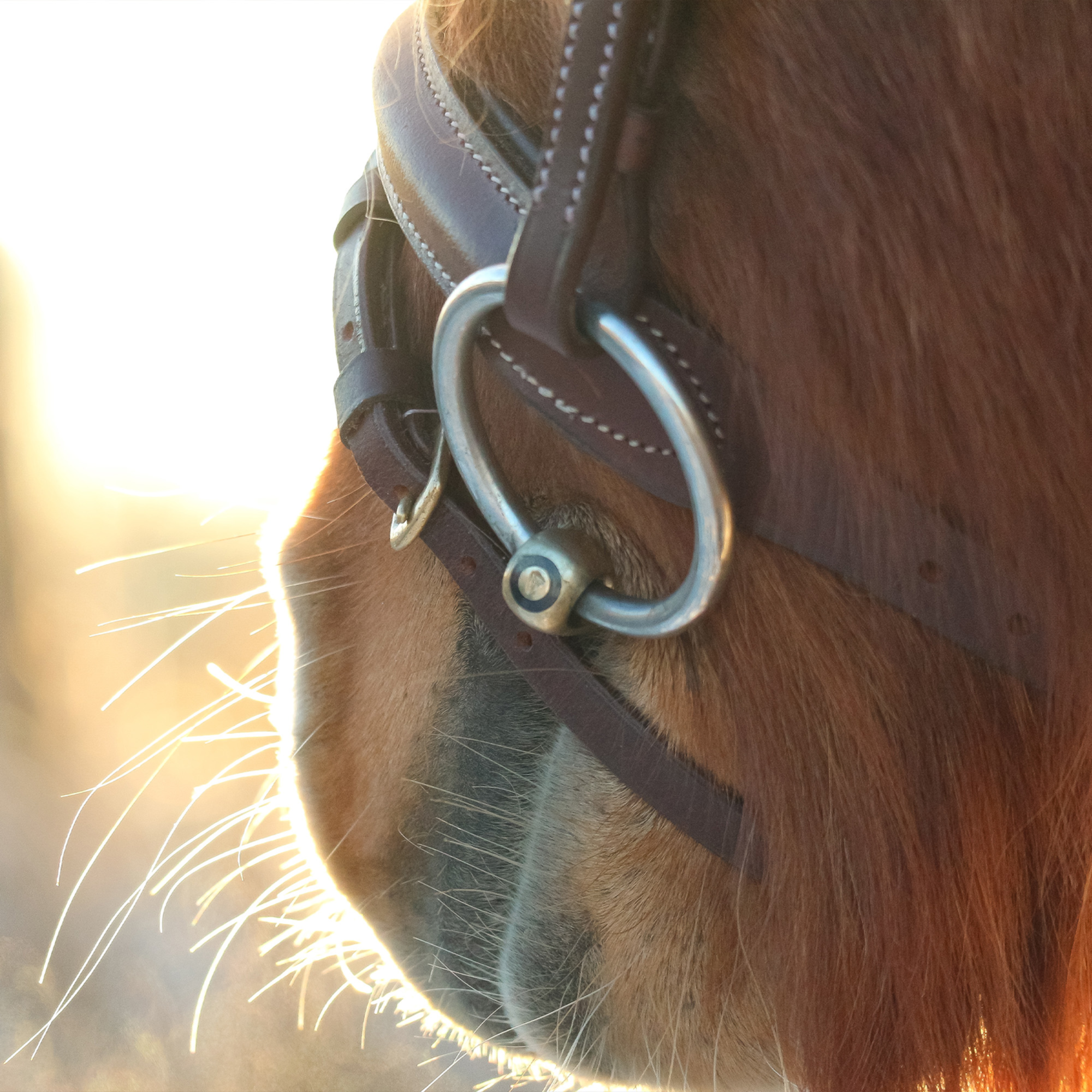 KK ULTRA Unterlegtrense Sensogan | Unterlegtrense_Pony_2.png