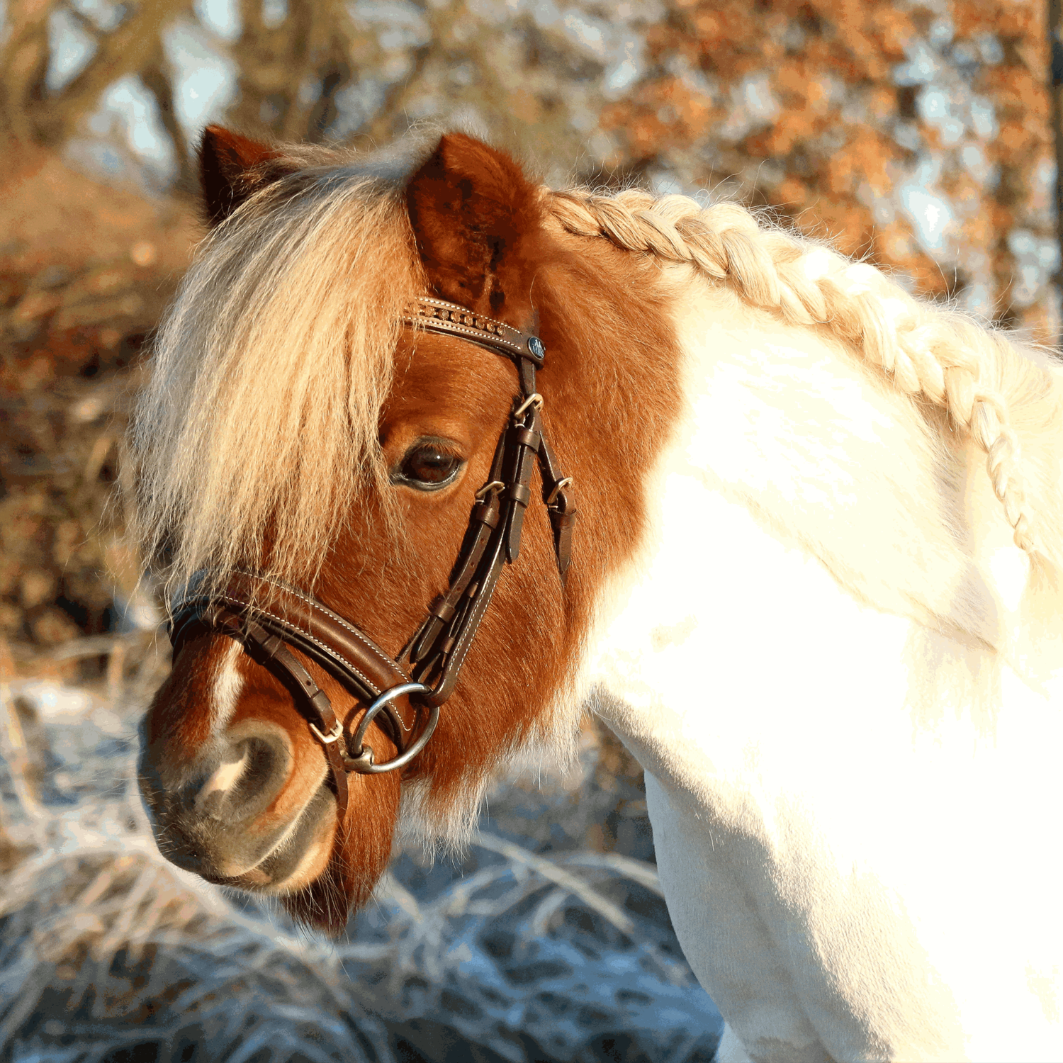 KK ULTRA Unterlegtrense Sensogan | Unterlegtrense_Pony_3.png | 1731065828