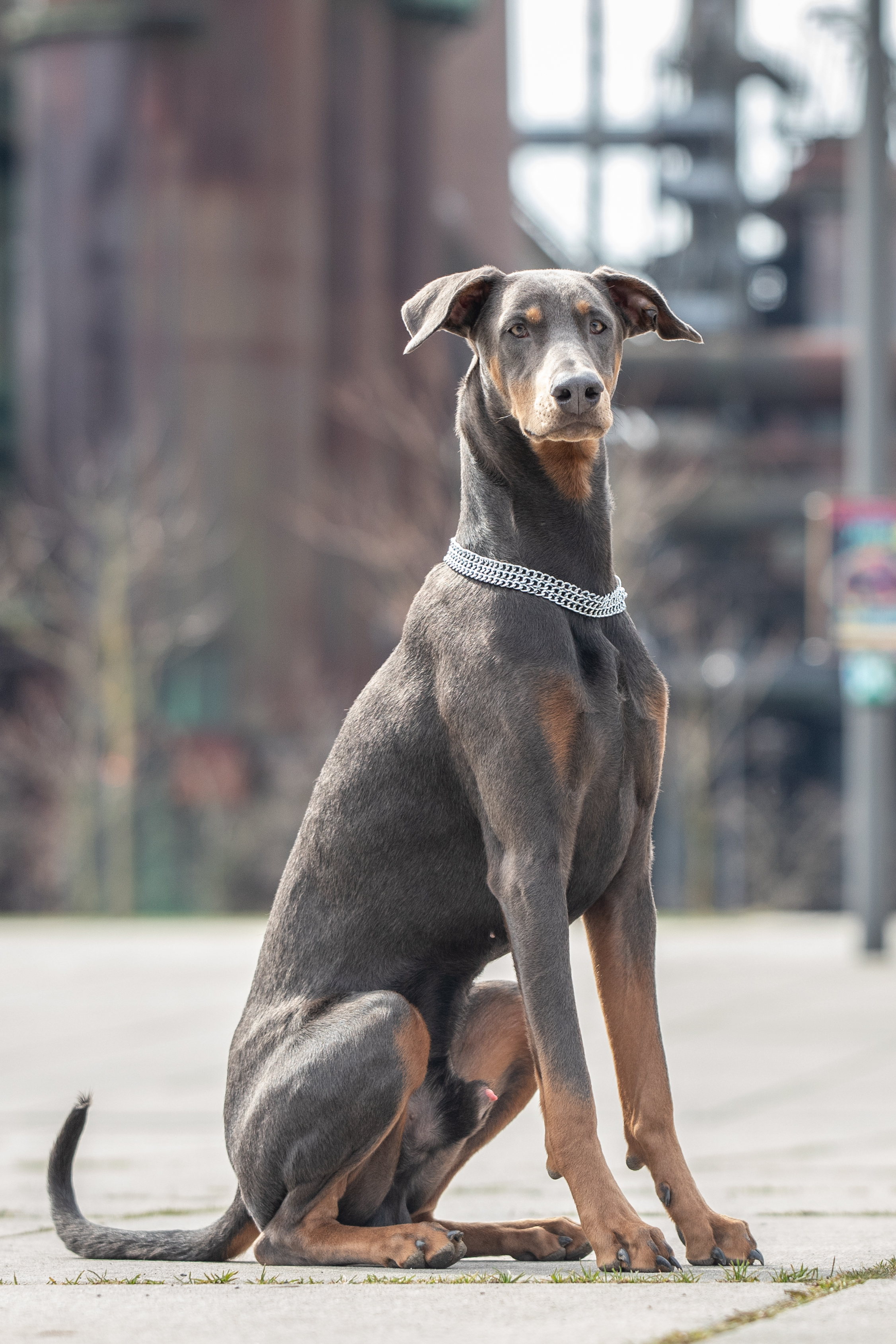Hund mit Halskette aus Edelstahl 3-reihig