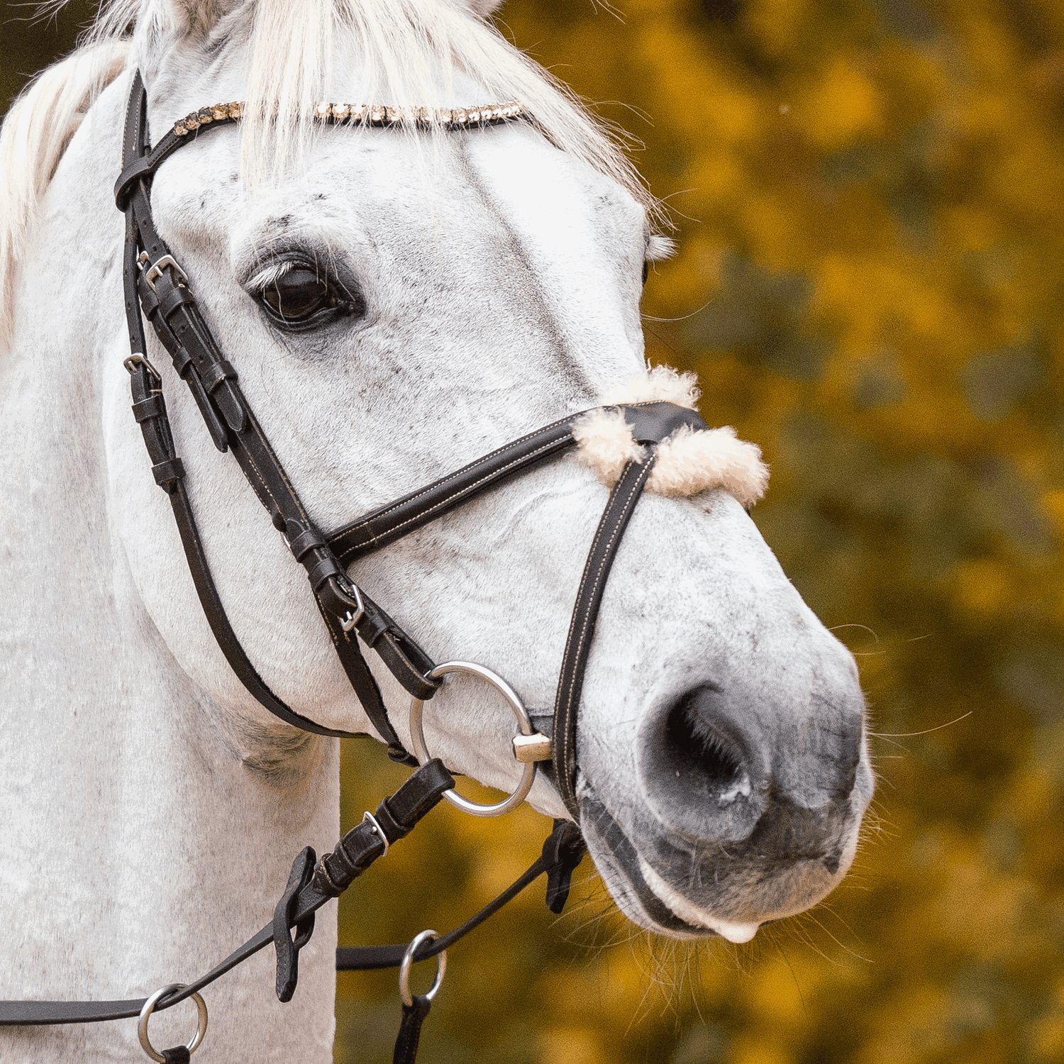 Wassertrense Sensogan an einem weißen Pferd
