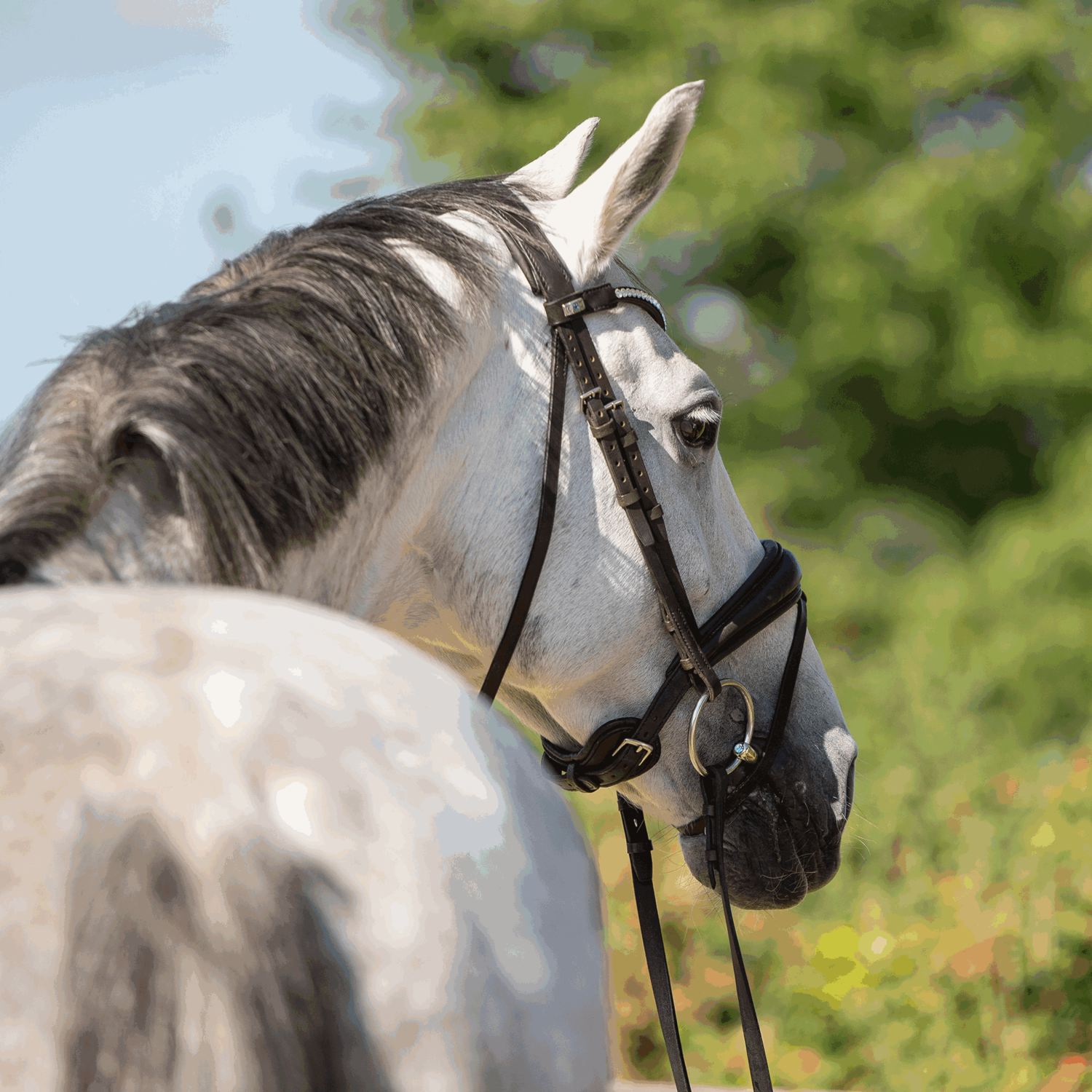 Dynamic RS Shinebright Wassertrense 16 mm doppelt gebrochen | Wassertrense_Aquamarin_02.png | 1731101301