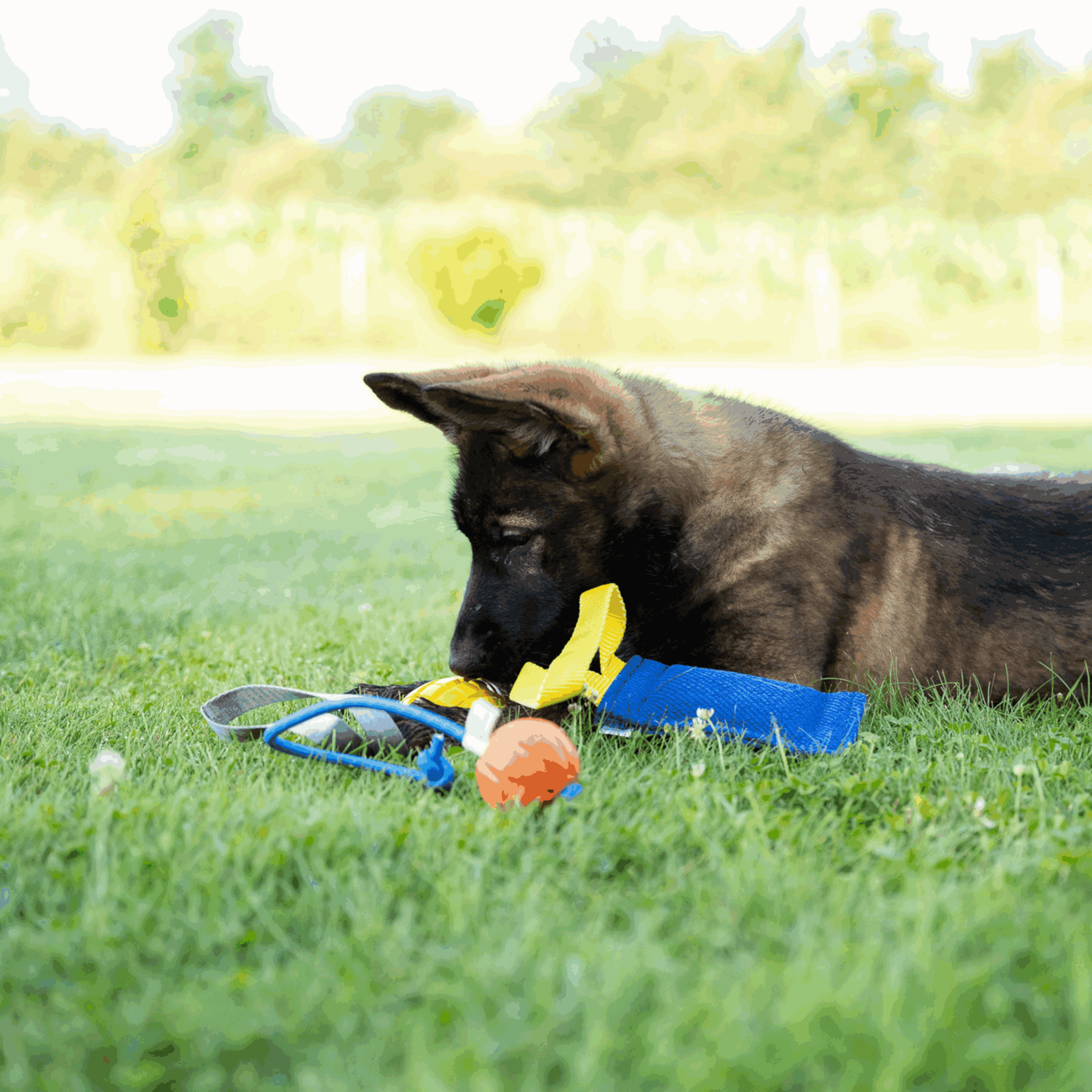 Welpen Spielzeug Set | Welpen_Spielzeug_Bundle_01.png | 1731102333