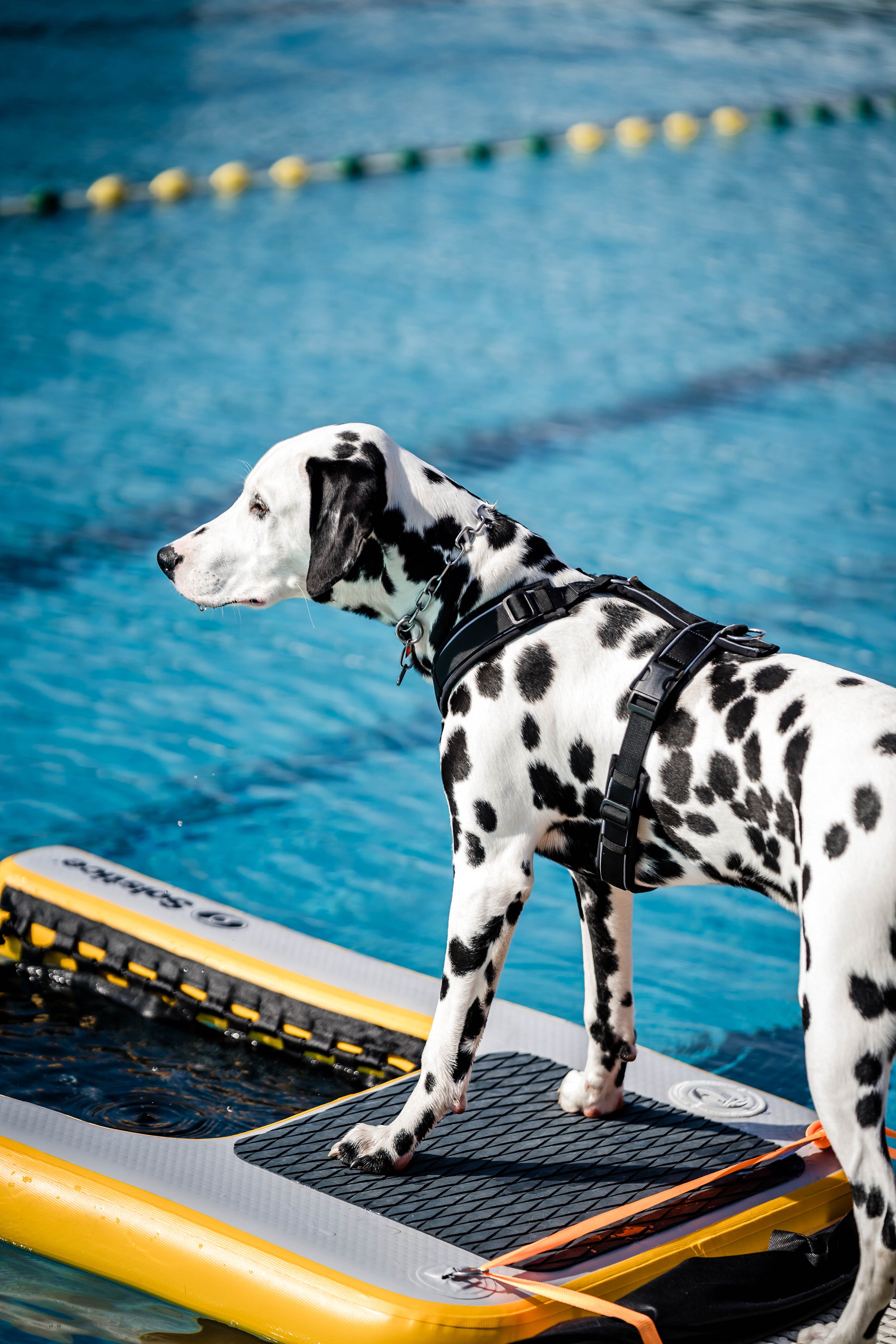 Dalmatiner mit schwarzen Hundegeschirr im Schwimmbad