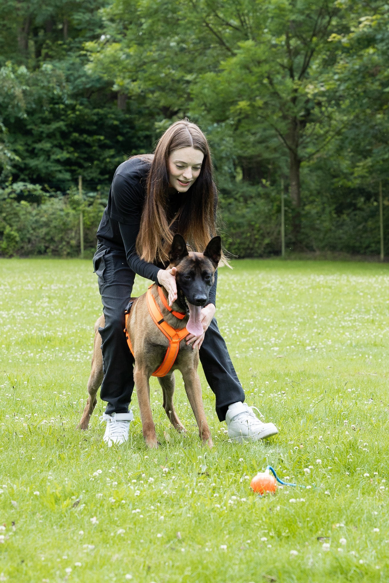Hund mit orangenen Y-Geschirr