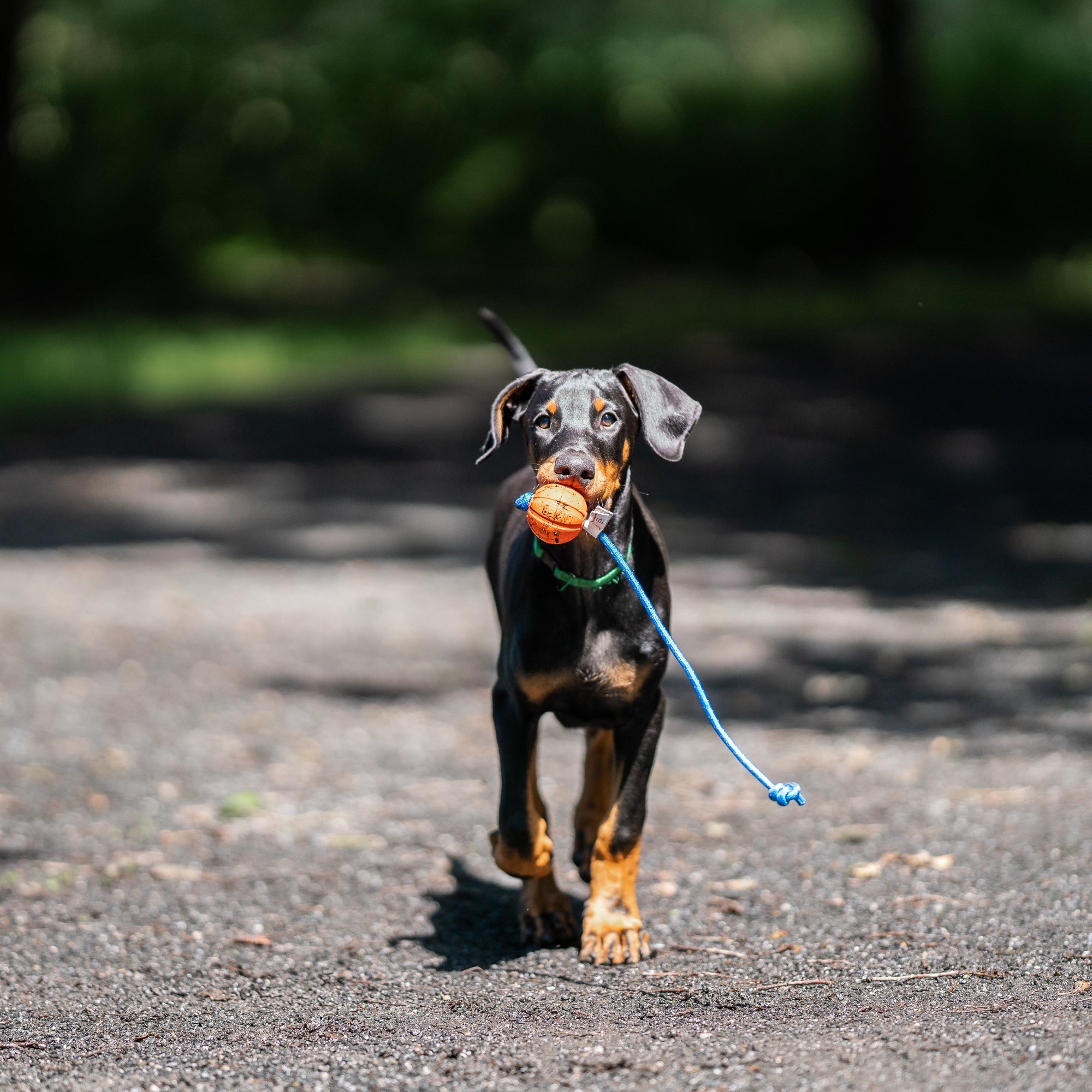 Hund mit kleinen Spielball am Seil