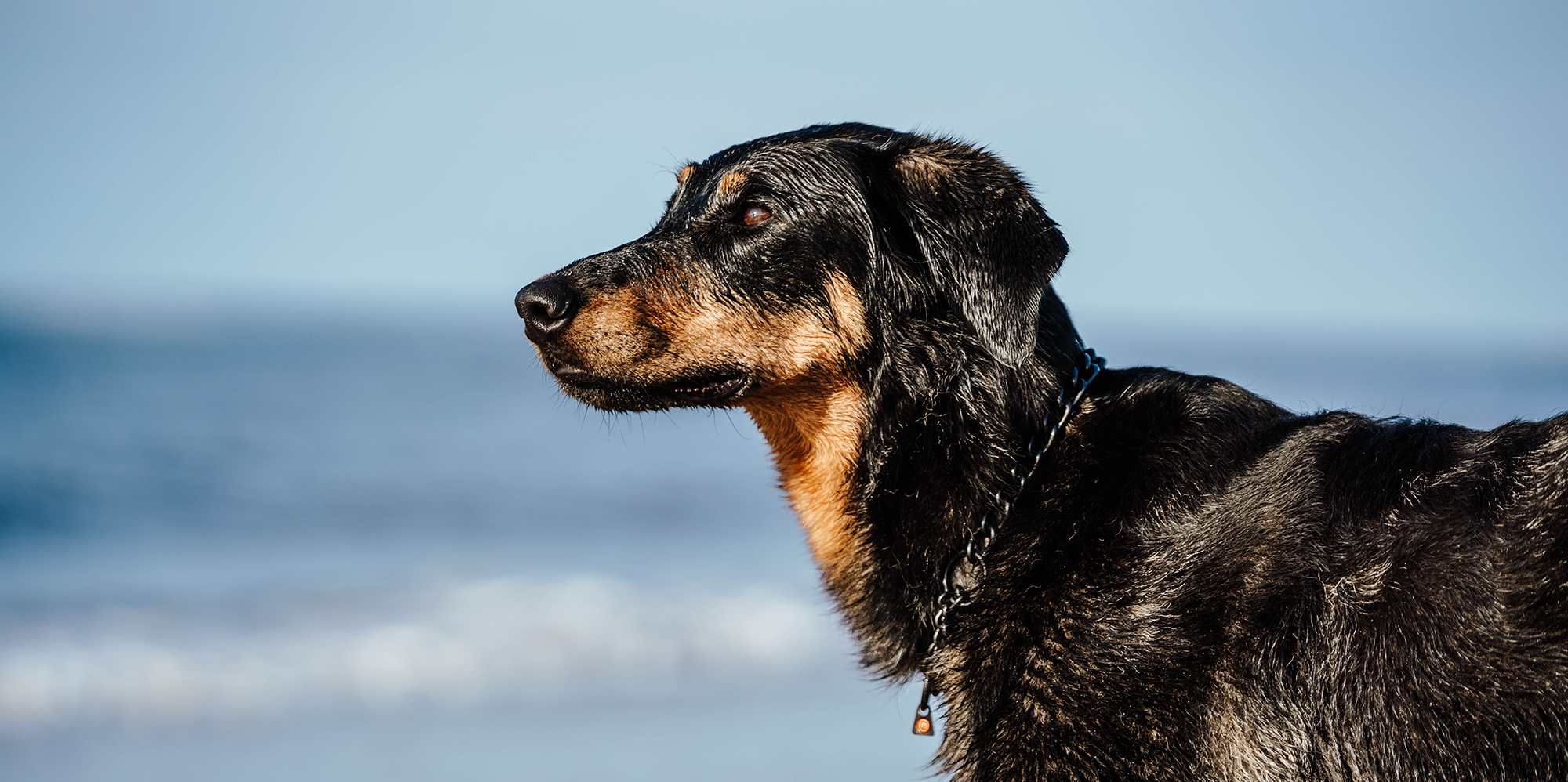 Ein Hund steht am Strand und blickt in die Ferne. Der Hund hat schwarzes Fell mit braunen Abzeichen und trägt ein Halsband. Im Hintergrund sind Wasser und der Himmel zu sehen.