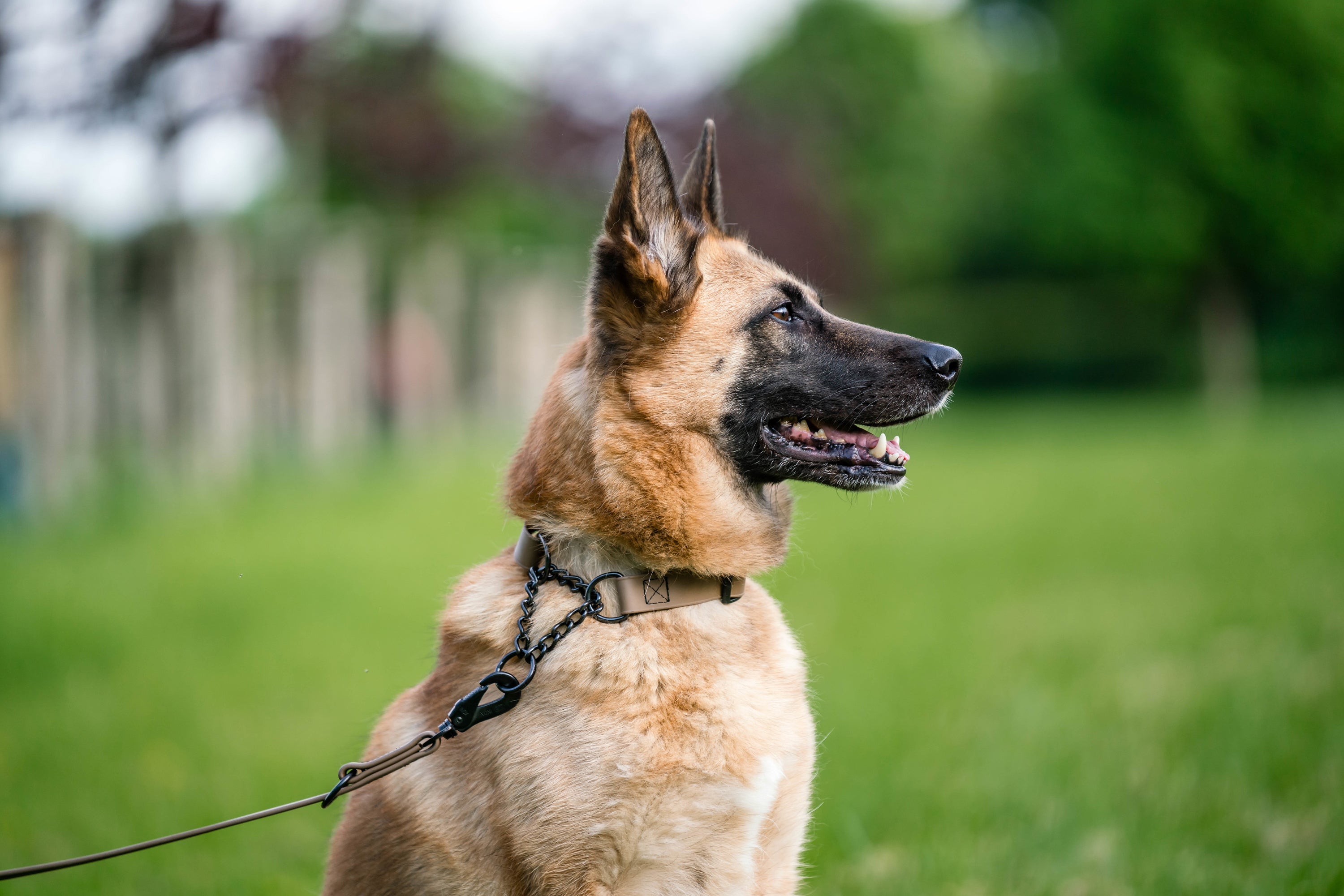 Schäferhund mit braunen Biothane Halsband und Leine