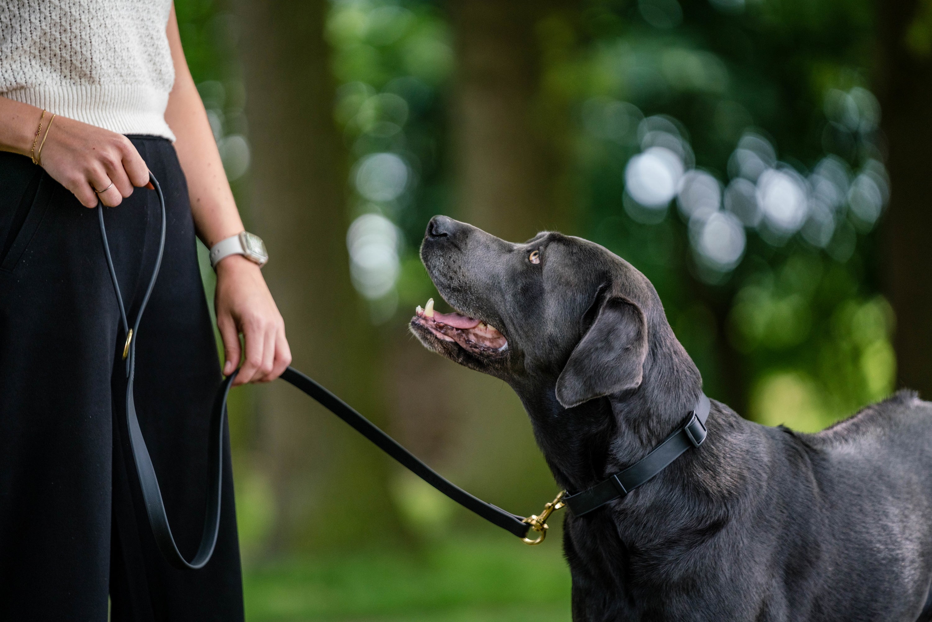 schwarzer Hund mit schwarzen Biothane Halsband und Kurzleine