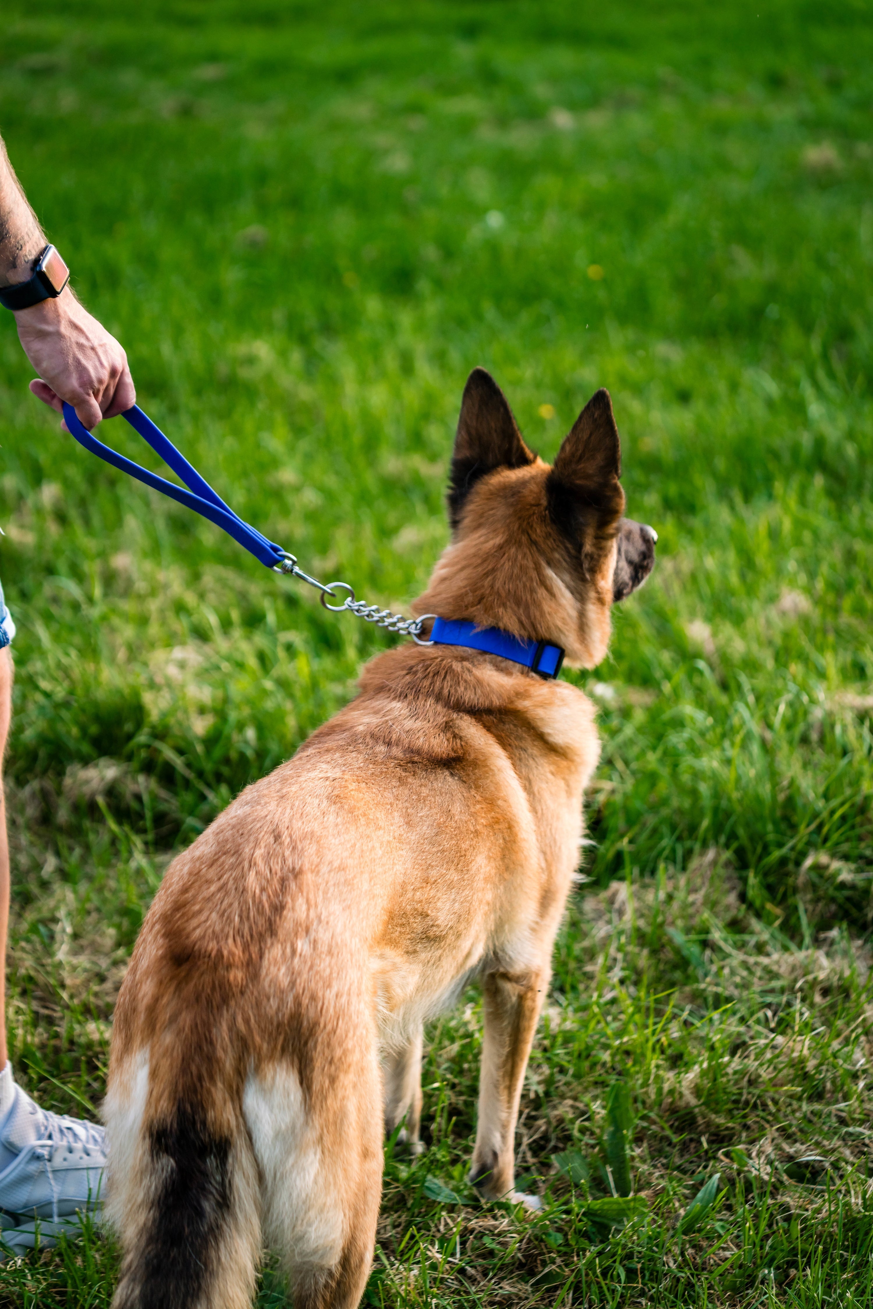 Schäferhund mit blauen Biothane Halsband und Kurzführer