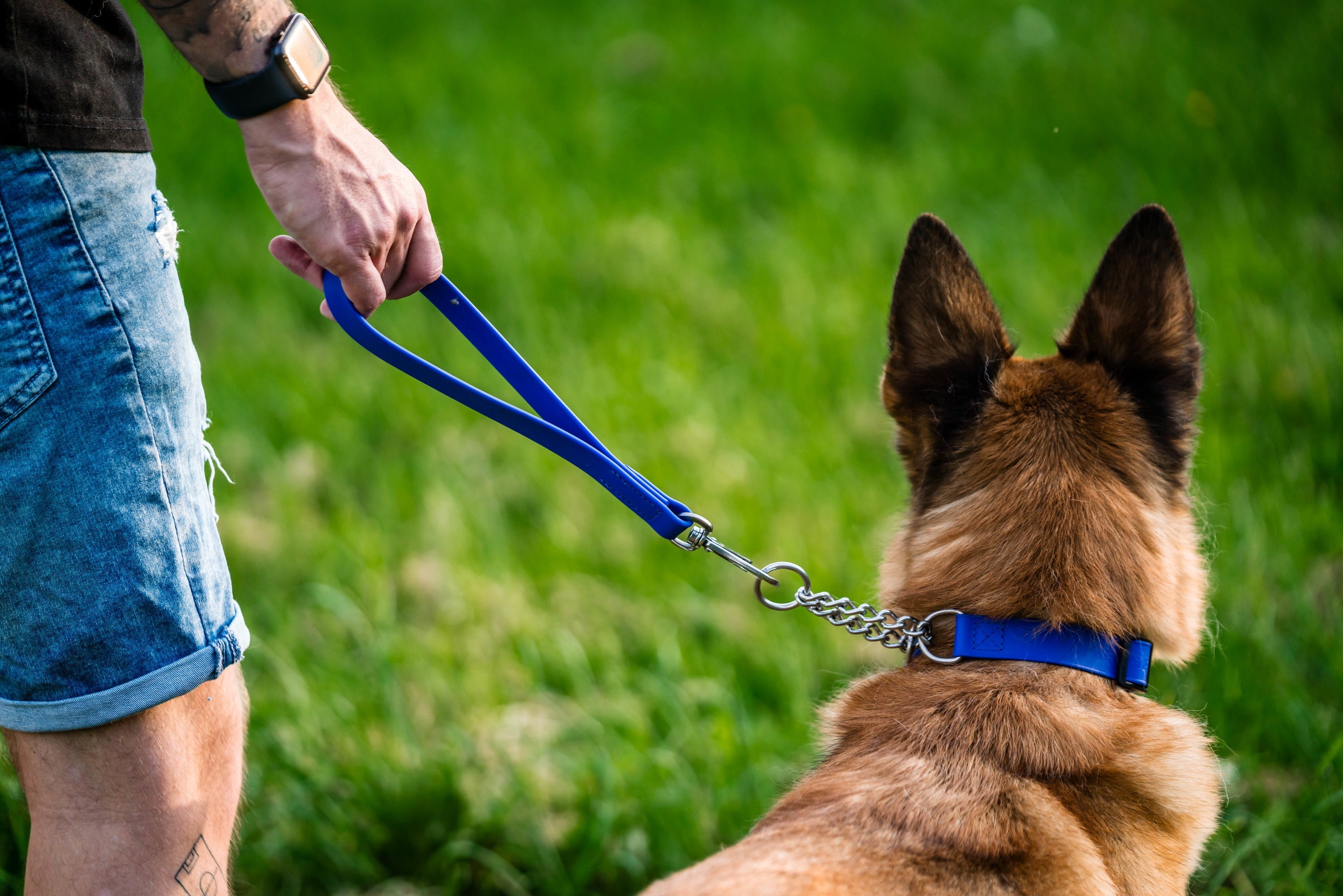 Schäferhund mit blauen Biothane Halsband und Kurzführer