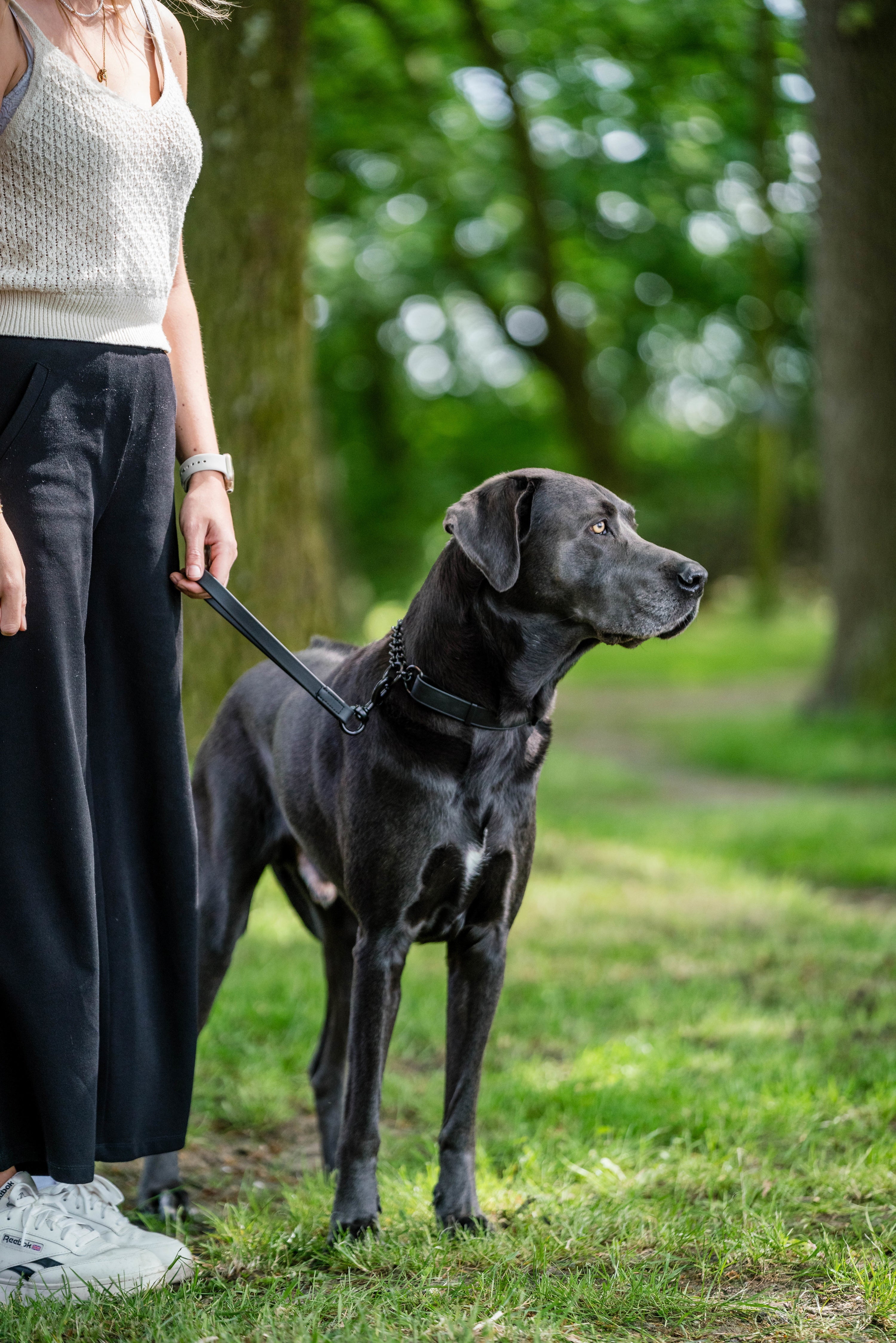 schwarzer Hund mit schwarzen Biothane Halsband und Kurzführer