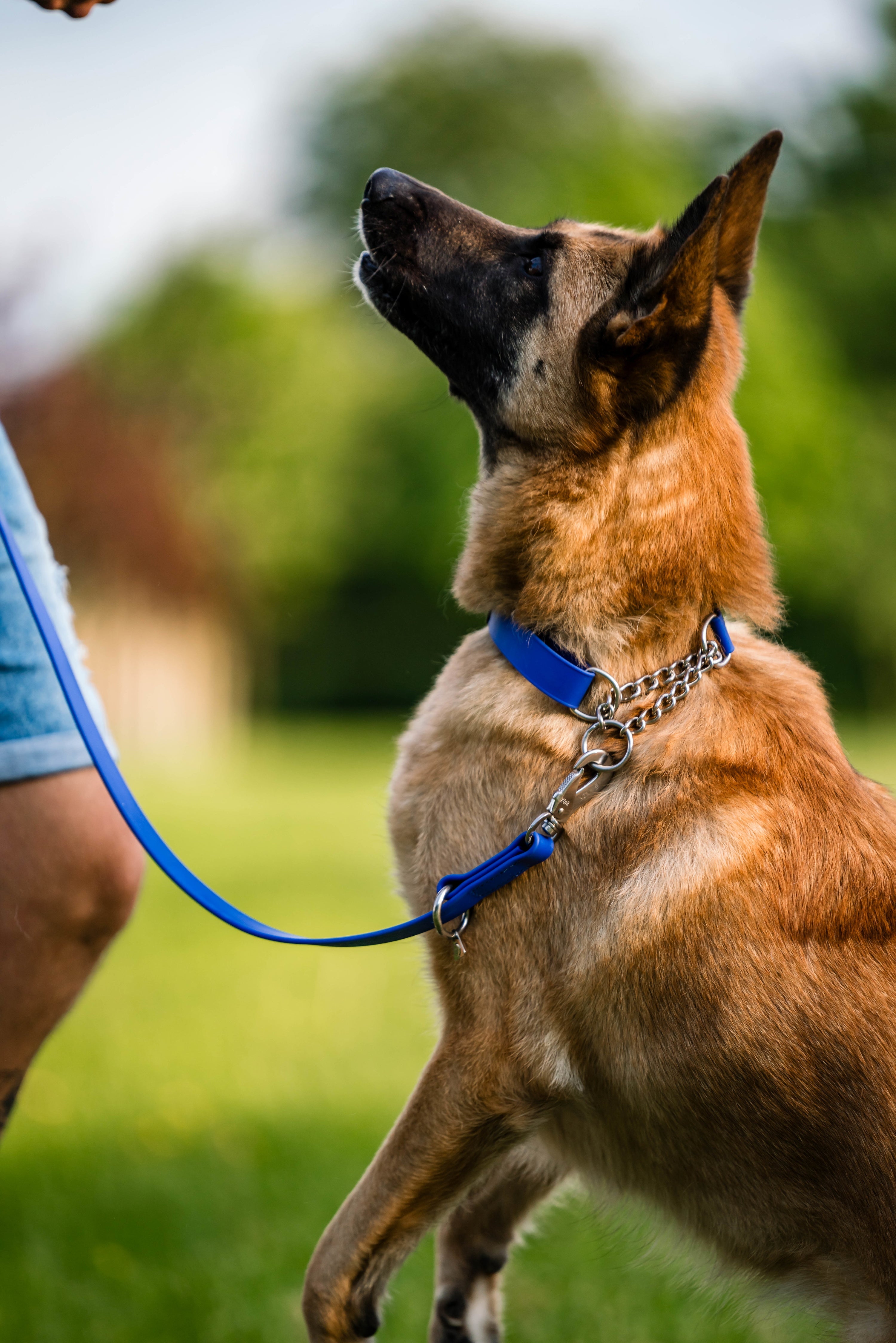 Schäferhund mit blauen Biothane Halsband und Leine
