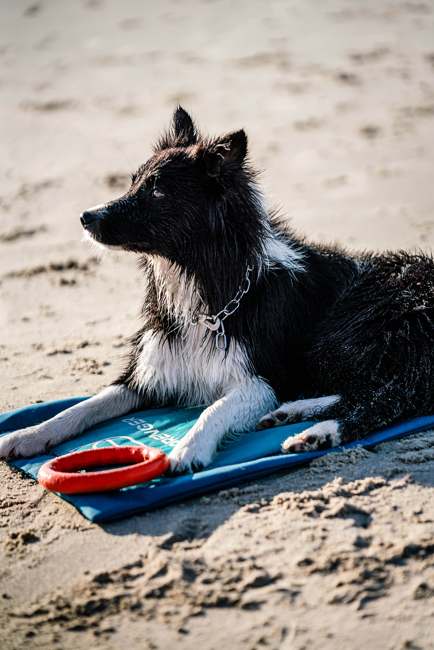 Ein schwarzer und weißer Hund liegt auf einer blauen Unterlage am Strand. Der Hund hat nasses Fell und schaut aufmerksam in die Ferne. Neben ihm liegt ein roter Frisbee. Der Sand ist im Hintergrund sichtbar und es ist ein sonniger Tag.