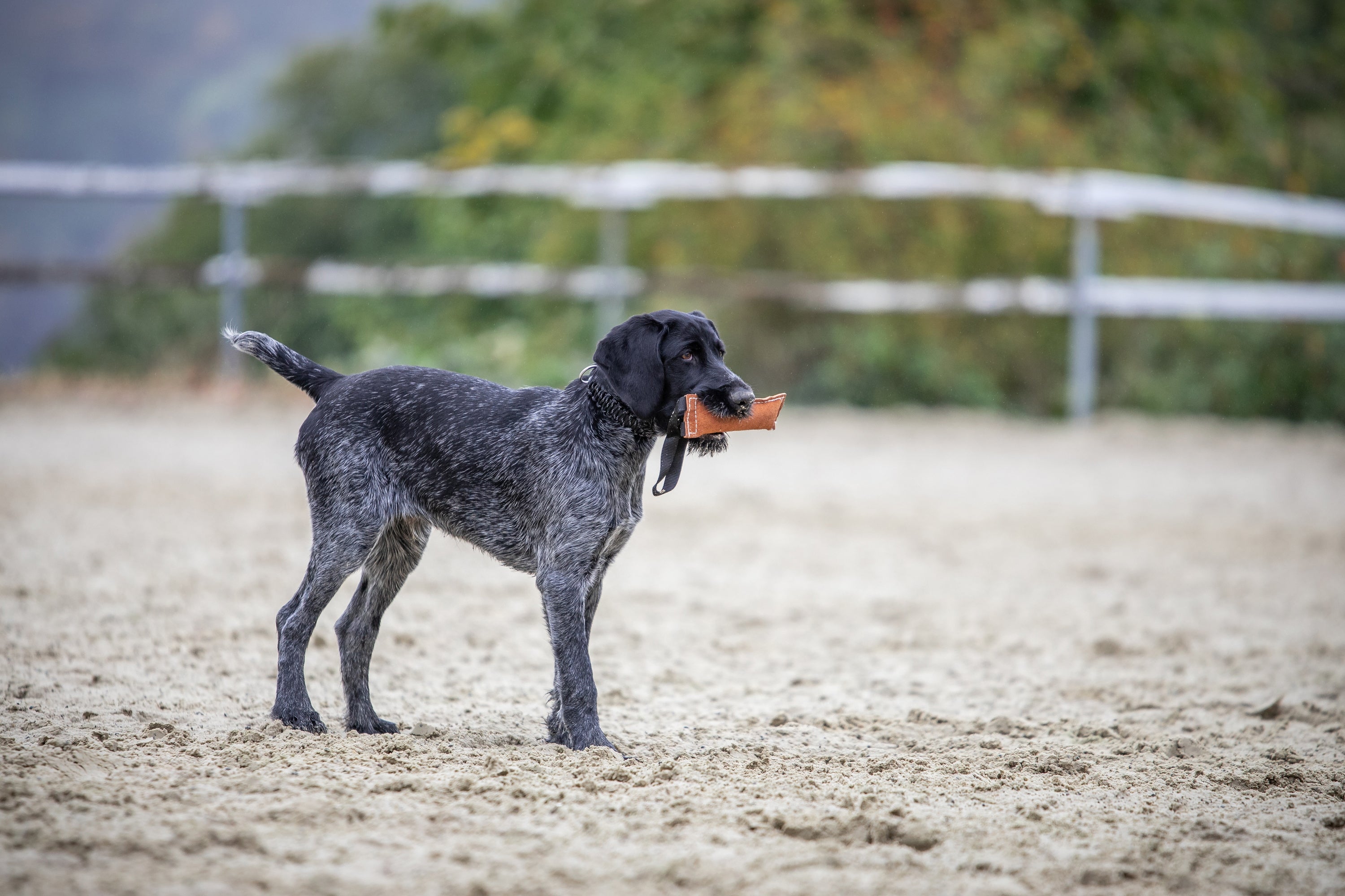 Hund mit Leder Bringsel
