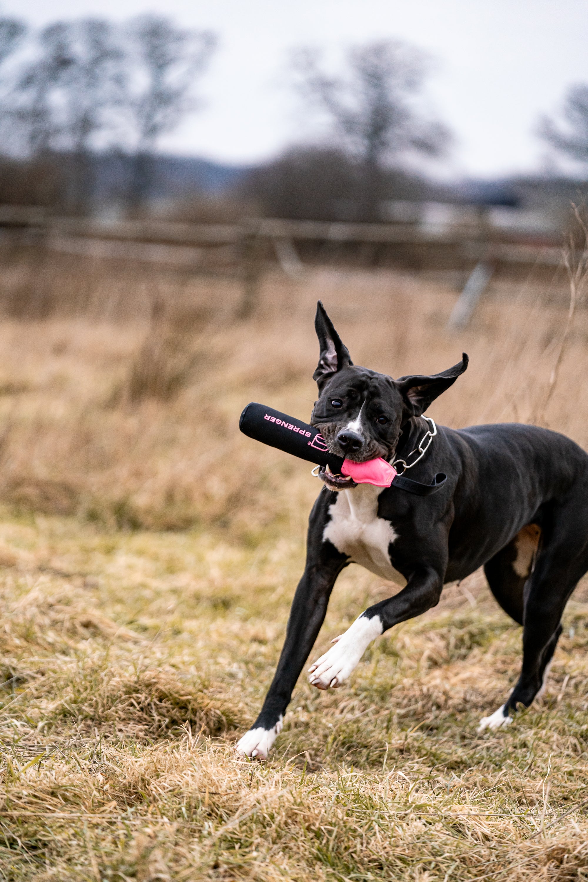 Hund mit Dummy Bringsel Spielzeug im Maul