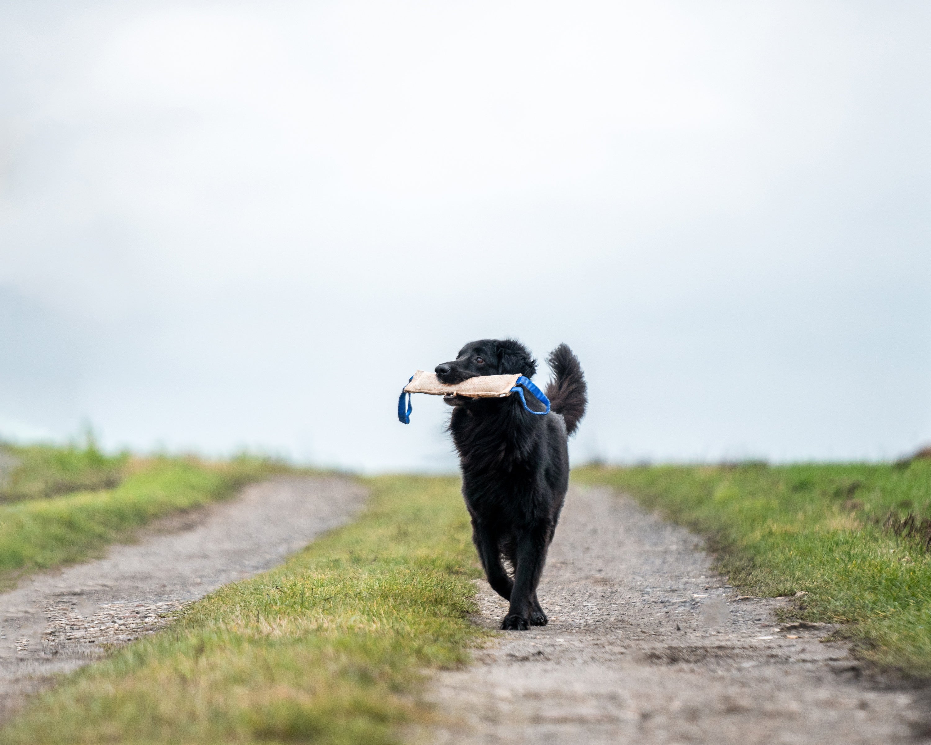 schwarzer Hund mit Jute Bringsel auf dem Feldweg