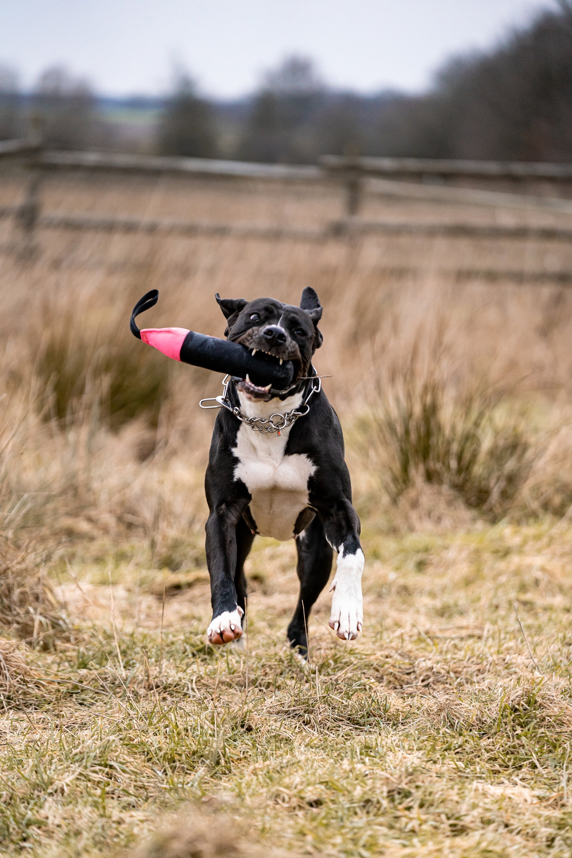 Hund mit Dummy Bringsel auf dem Feld