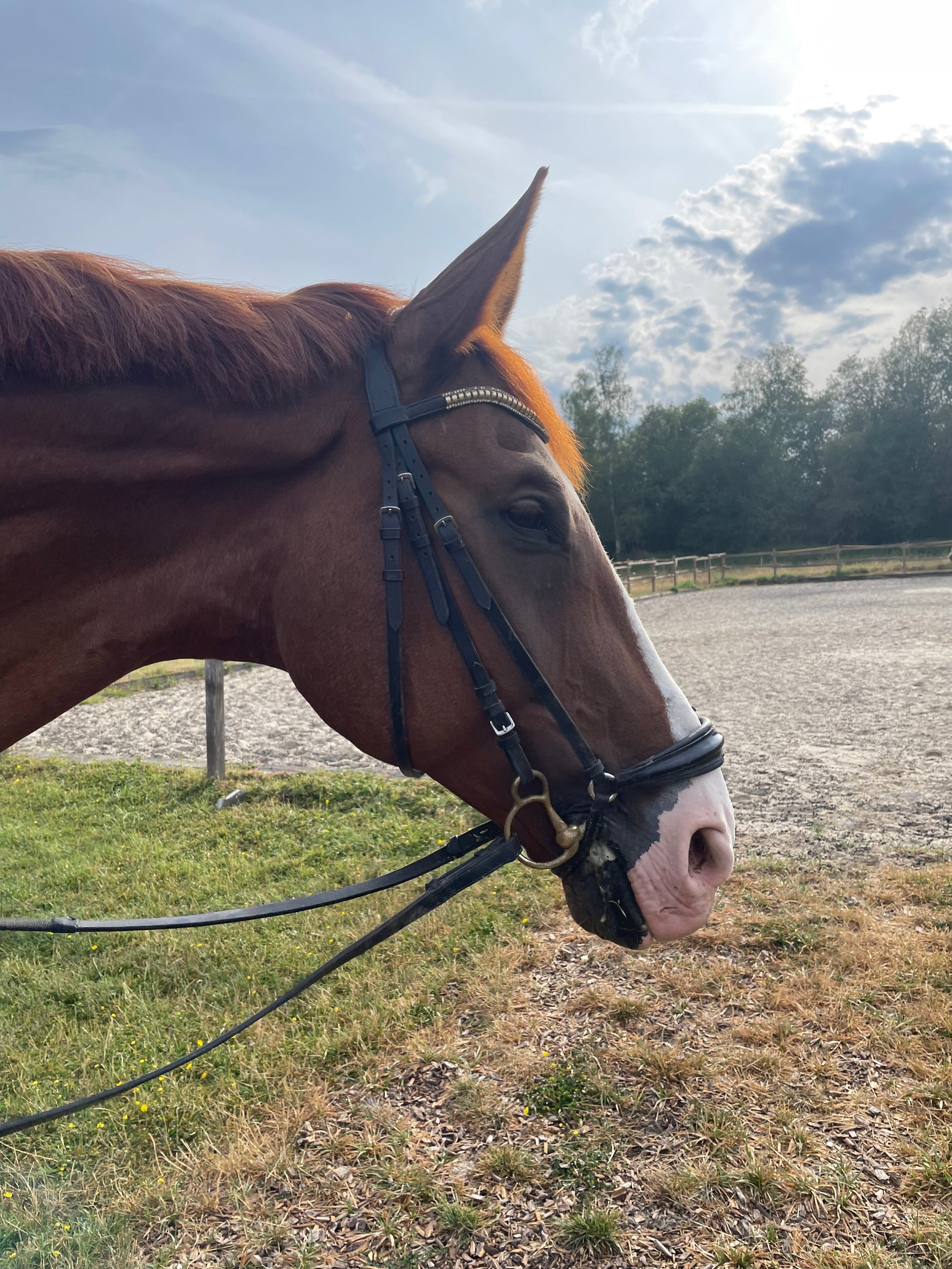 braunes Pferd mit KK Ultra Baucher b Ring Gebiss