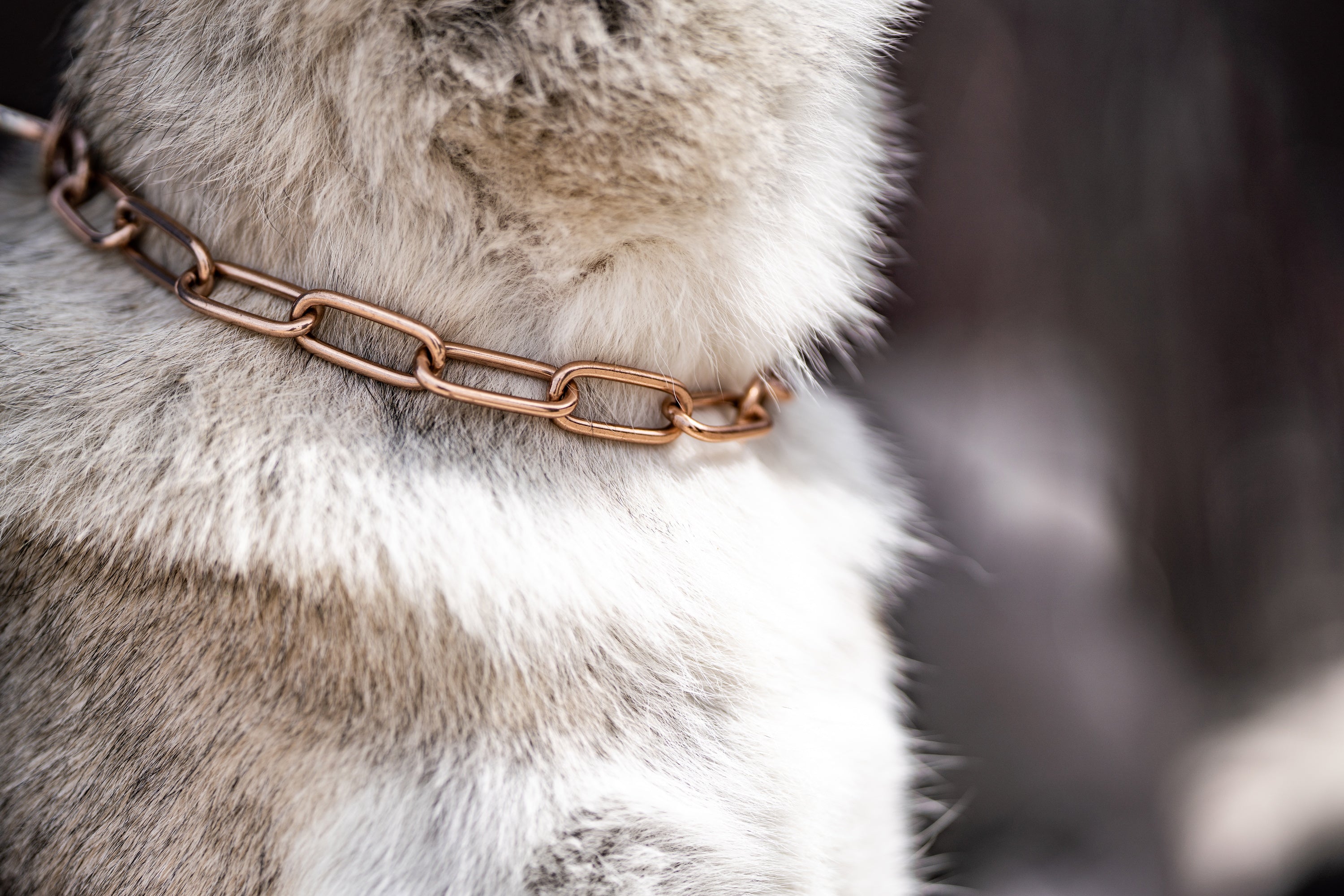 Curogan Kettenhalsand im Detail am Hund