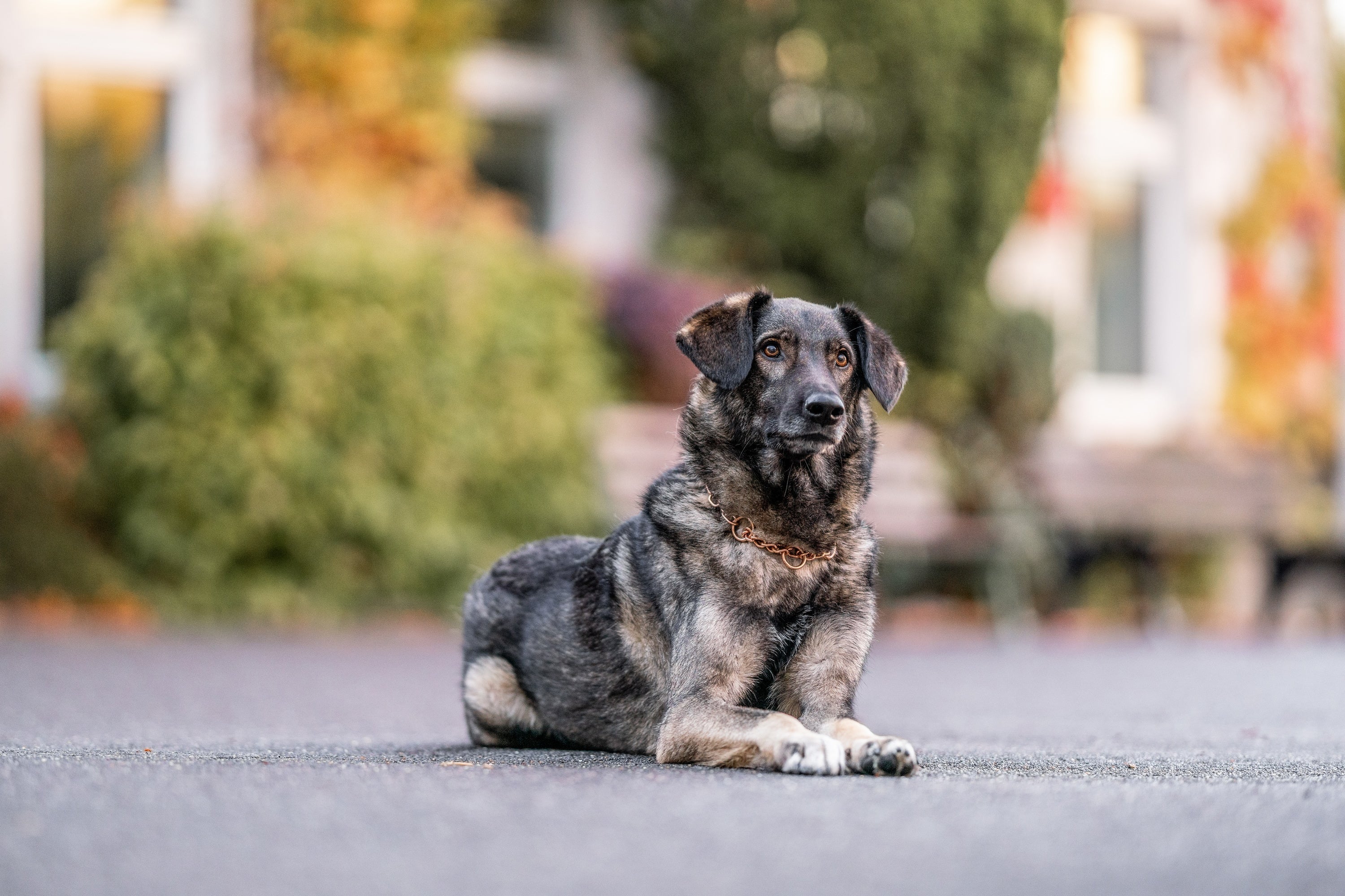Hund mit Curogan Kettenhalsband
