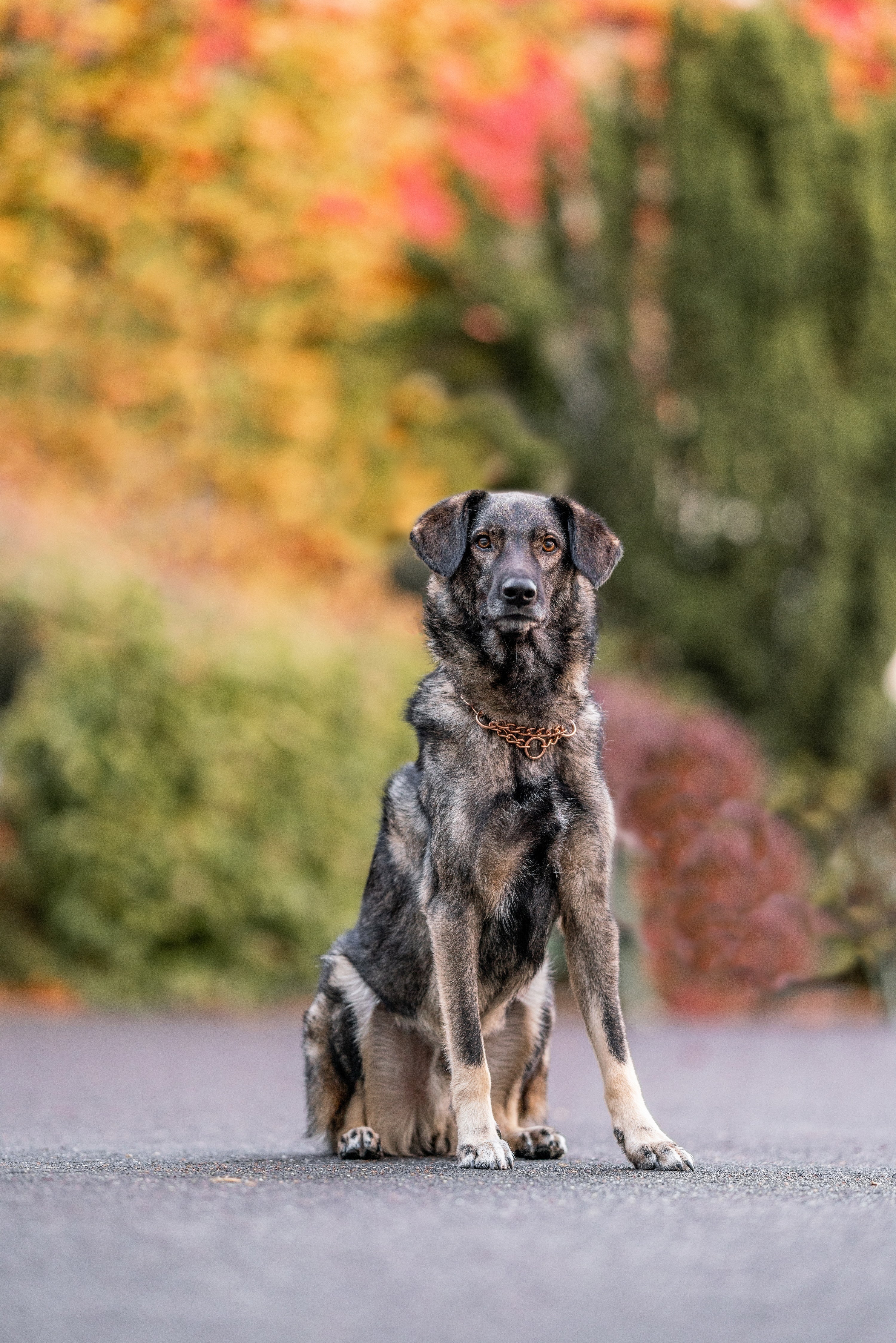 Hund mit Curogan Durchzugskette Medium