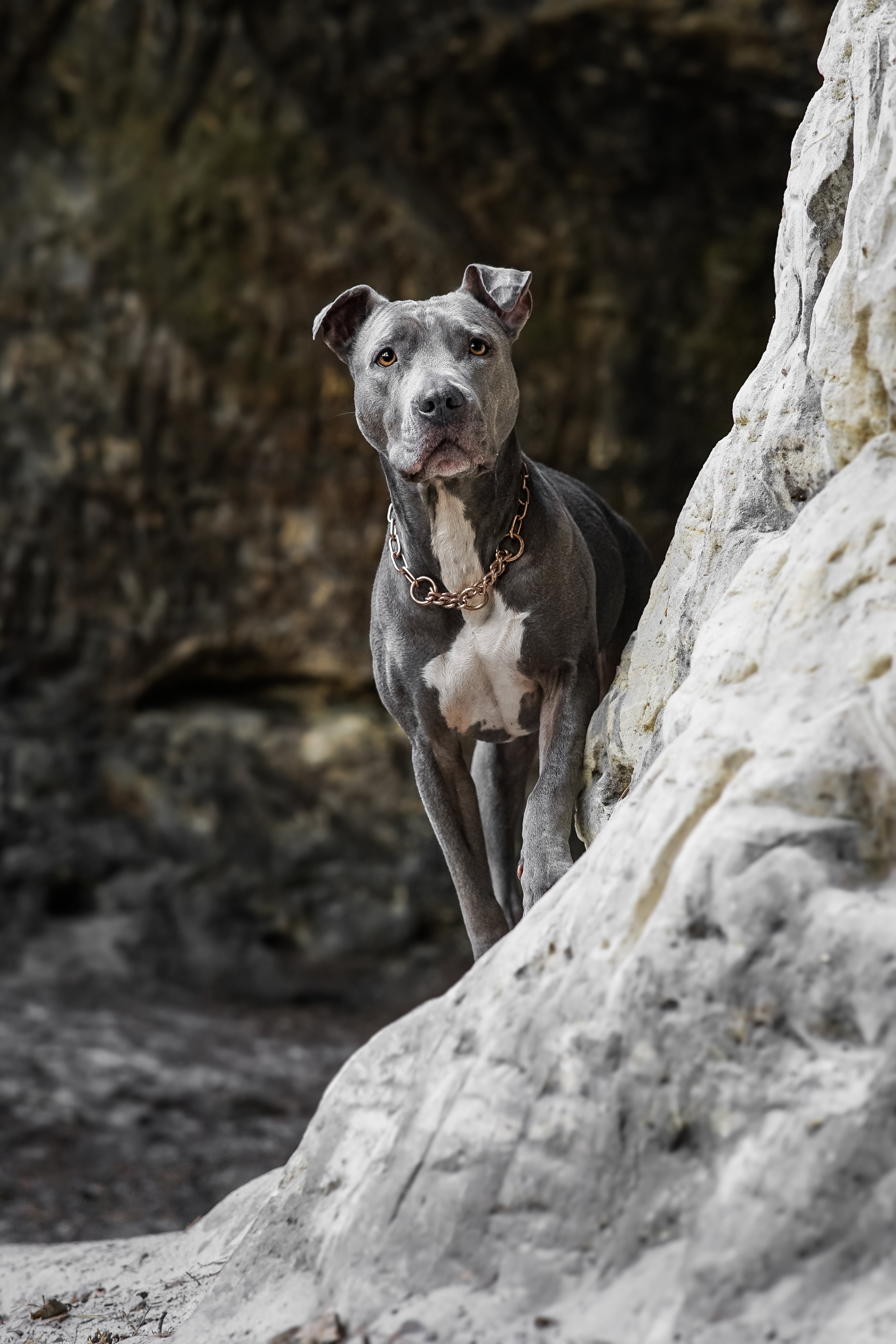 Ein grauer Hund mit kurzem Fell und weißen Abzeichen steht an einem Felsen in einer natürlichen Umgebung. Der Hund trägt eine goldene Kette um den Hals und schaut aufmerksam in die Kamera. Im Hintergrund sind strukturierte Felsen zu sehen, die die natürliche Kulisse bilden. Die Bildkomposition zeigt den Hund in einer stolzen Haltung, was seine Loyalität und Wachsamkeit unterstreicht.
