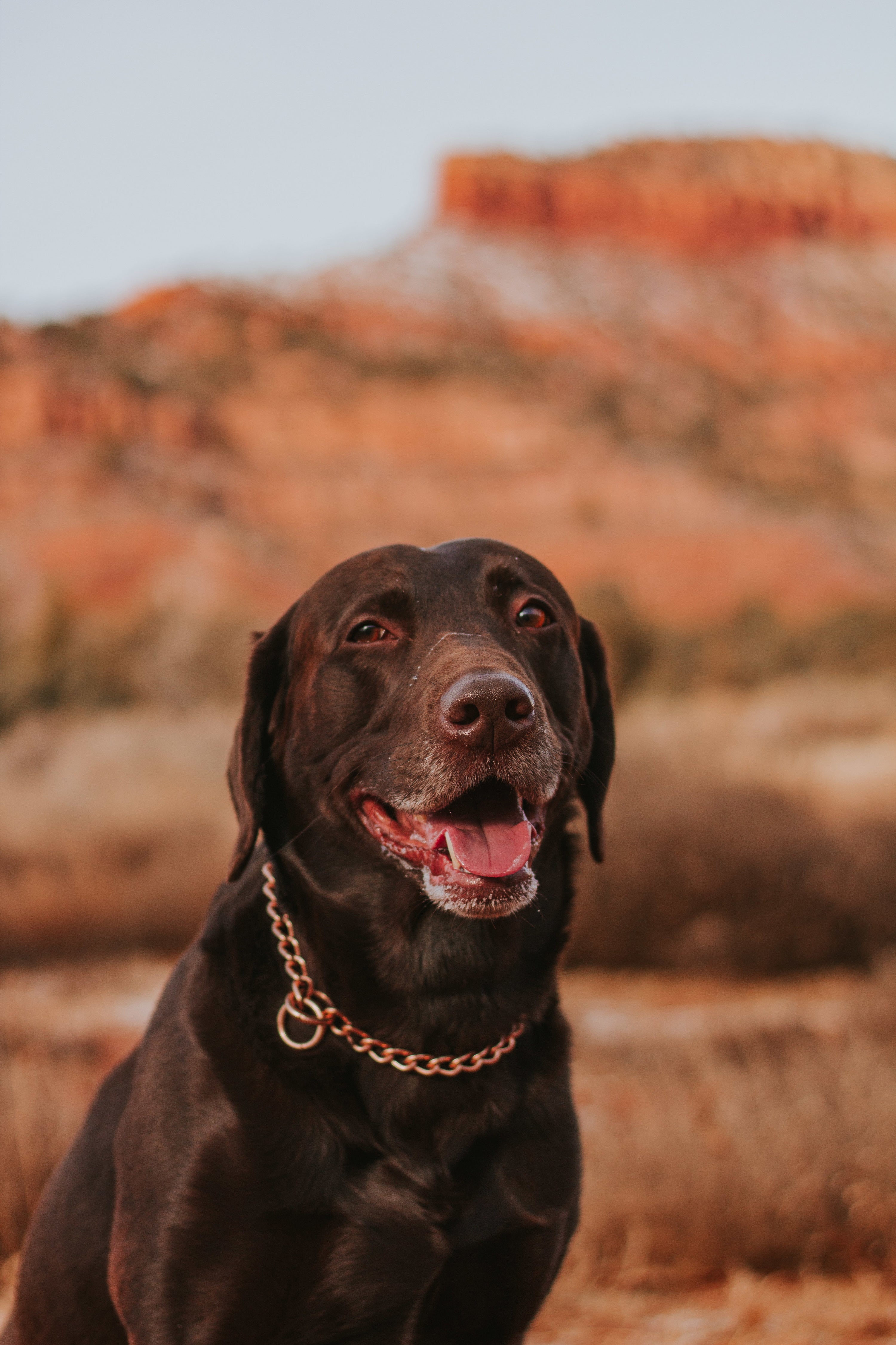 Hund mit Curogan Kettenhalsband