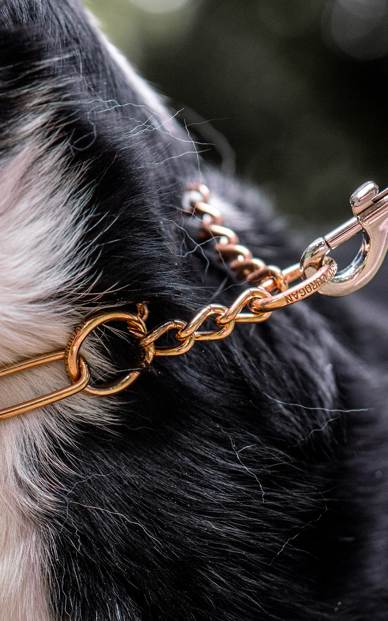 Nahaufnahme eines Hundes mit einem goldfarbenen Halsband und einer Kette. Das Halsband ist um den Hals des Hundes gelegt und zeigt eine glänzende Oberfläche. Der Hund hat ein schwarz-weißes Fell, und im Hintergrund sind unscharfe grüne Elemente zu erkennen. Das Bild vermittelt eine ruhige und freundliche Atmosphäre.