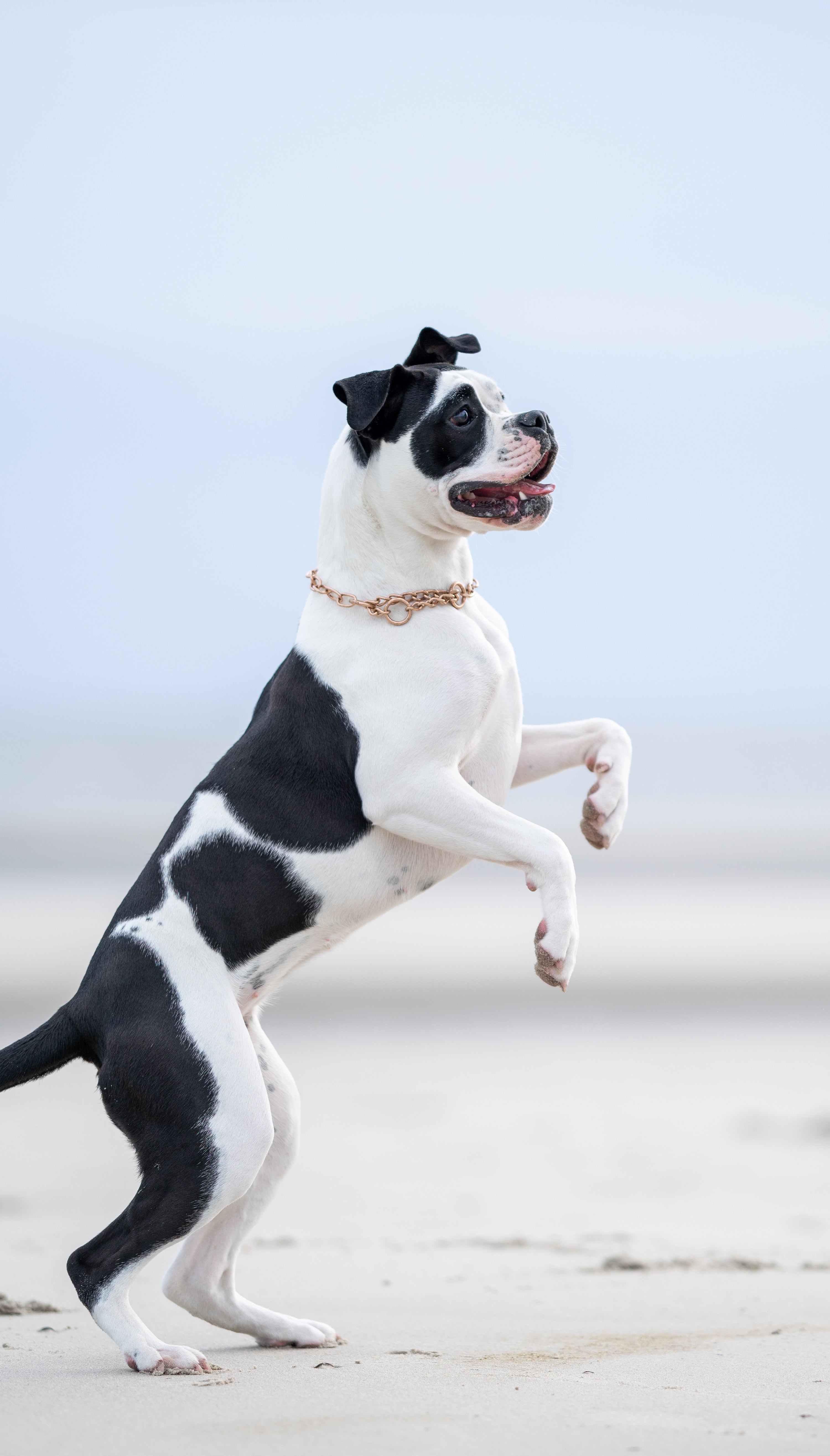 Hund mit Curogan Kettenhalsband am Strand