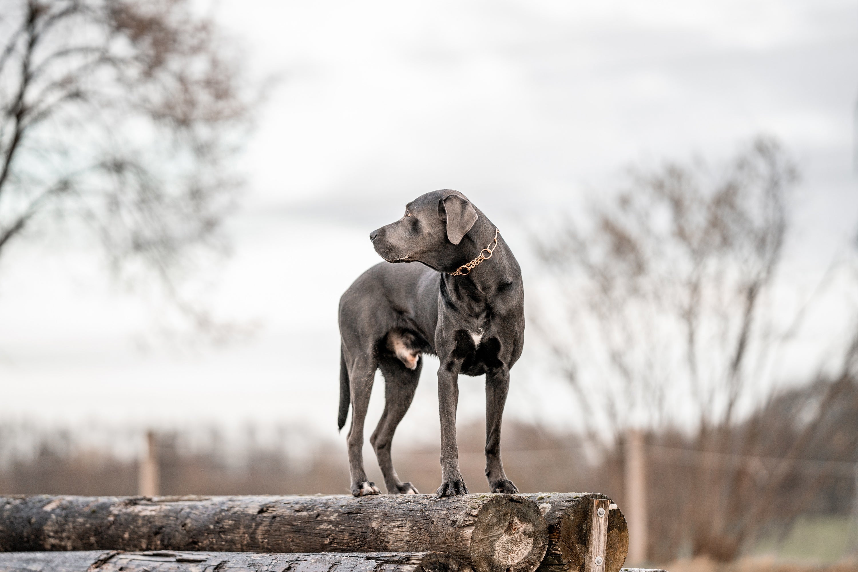 schwarzer Hund mit Curogan Kettenhalsband auf Baustämmen