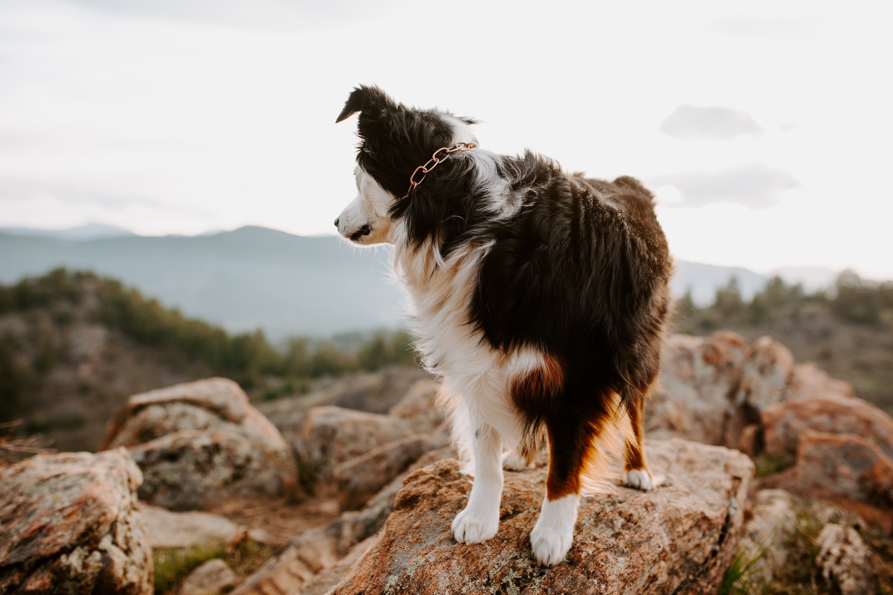 Ein schwarz-weißer Hund steht auf einem Felsen und blickt in die Ferne. Der Hund hat ein glänzendes Fell und trägt eine Kette um den Hals. Im Hintergrund sind bewaldete Hügel und ein wolkiger Himmel zu sehen. Das Licht ist sanft und lässt die Landschaft warm und einladend erscheinen.