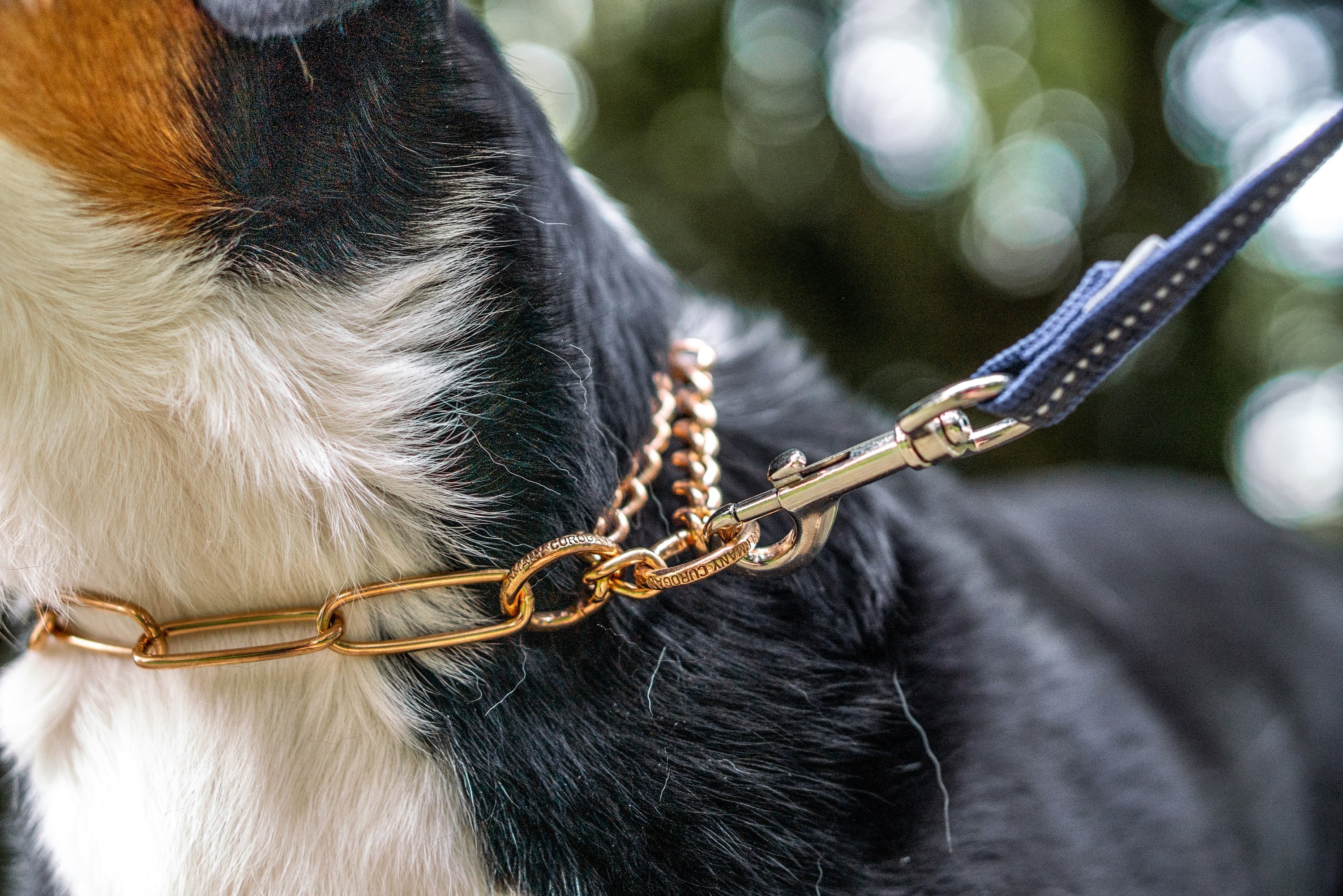 Curogan Kettenhalsband am Hund